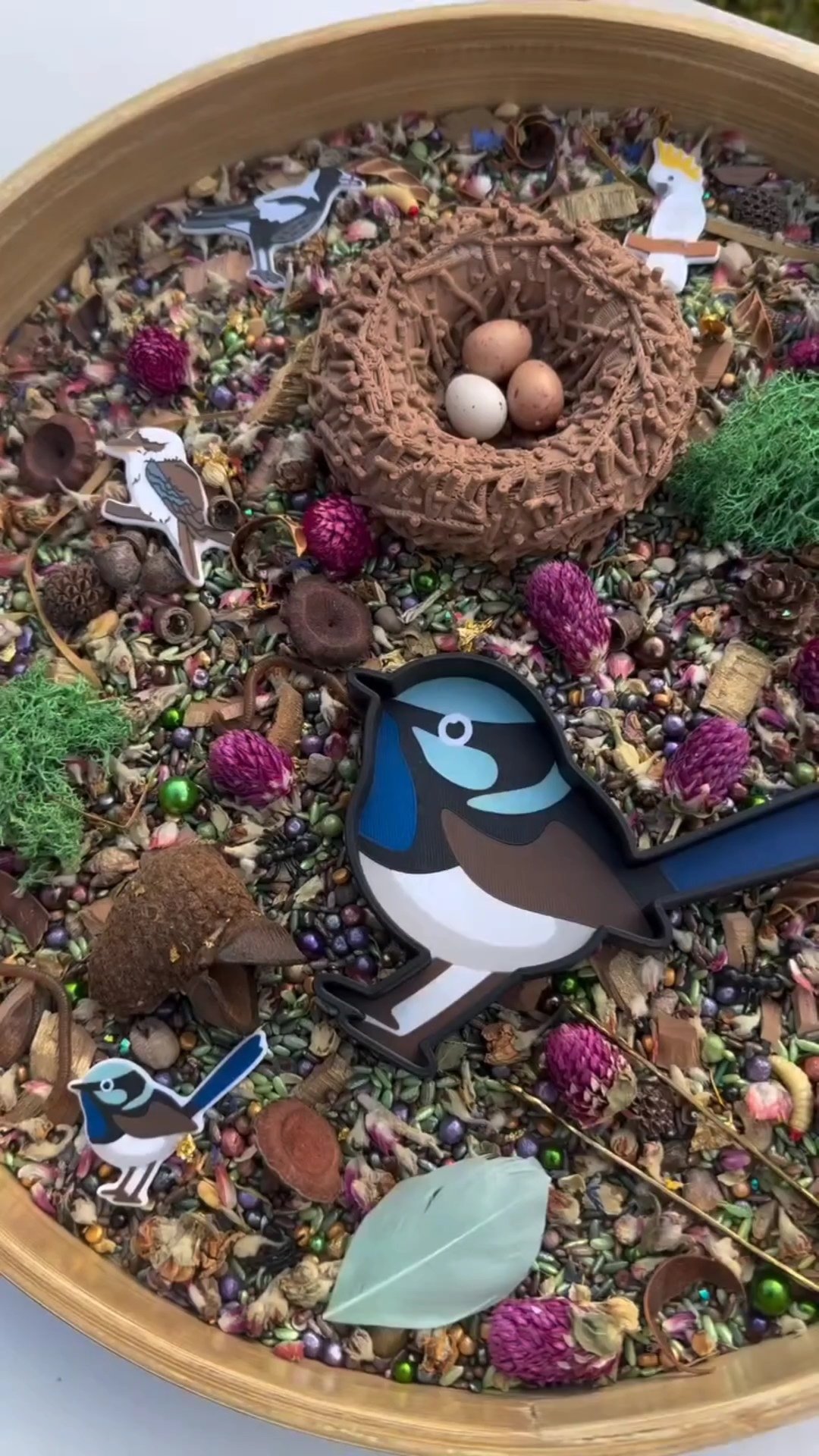 australian bird sensory activity.jpg