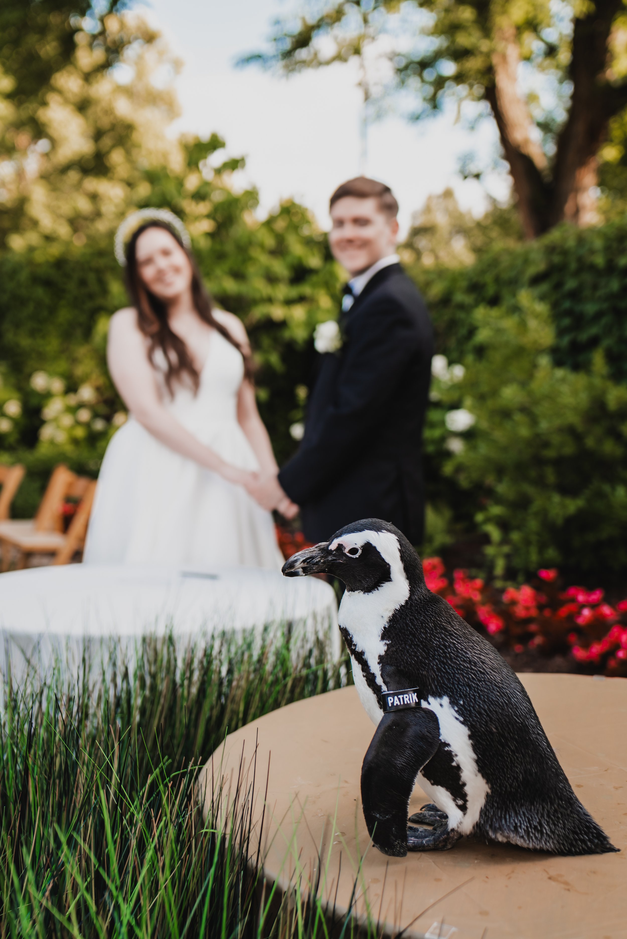 Portraits Linfield Pittsburgh, PA National Aviary Wedding-119.jpg