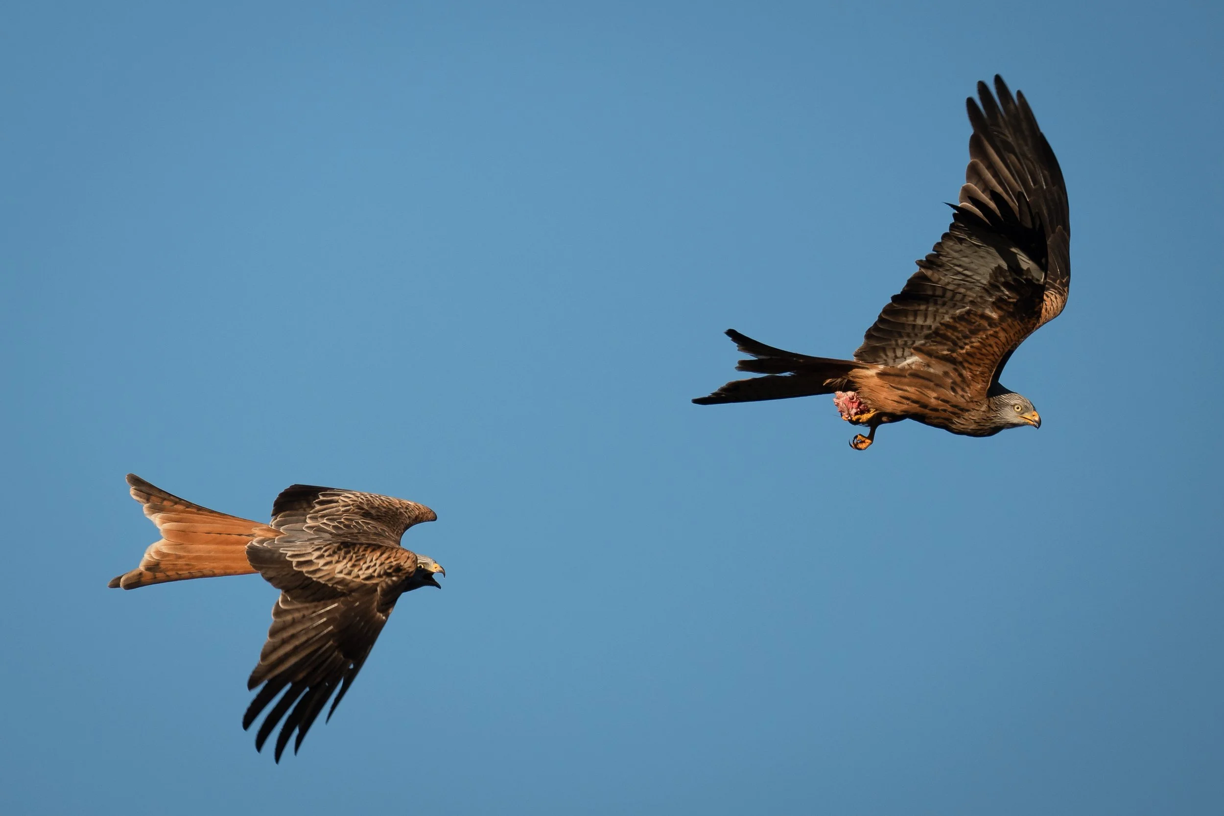 Redkite2-02711.jpg