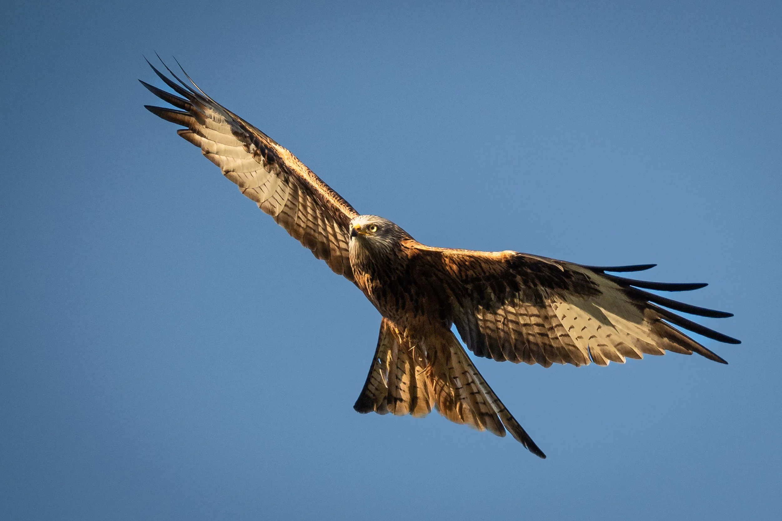 RedKite1-00139.jpg