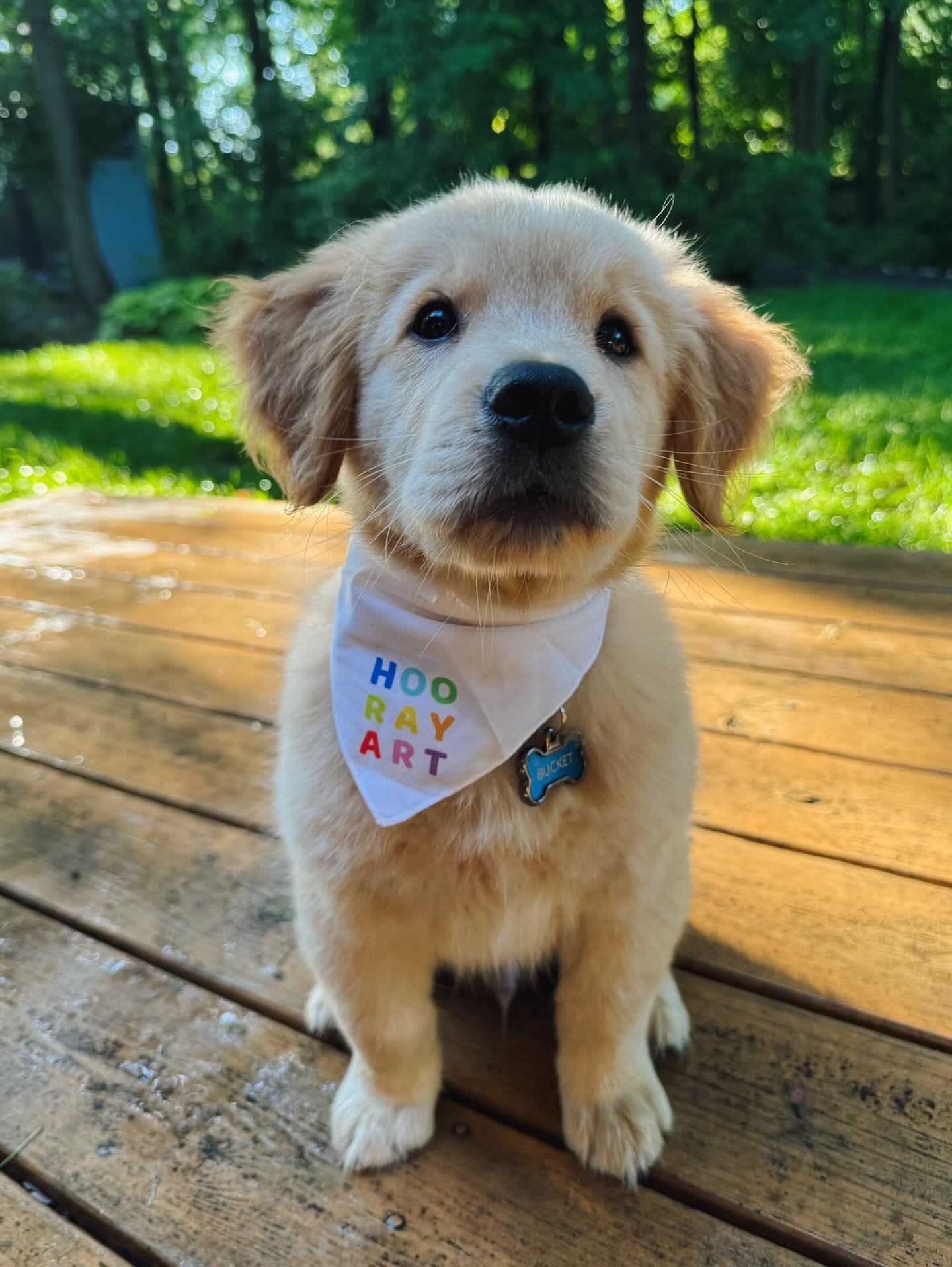 Meet Bucket! Future studio dog in training and our 7 year old&rsquo;s new BFF 😊 

@stuffedsafari sent us this adorable tiny stuffy bandana with a stuffed animal order- how much longer do you think Bucket can squeeze into it!?