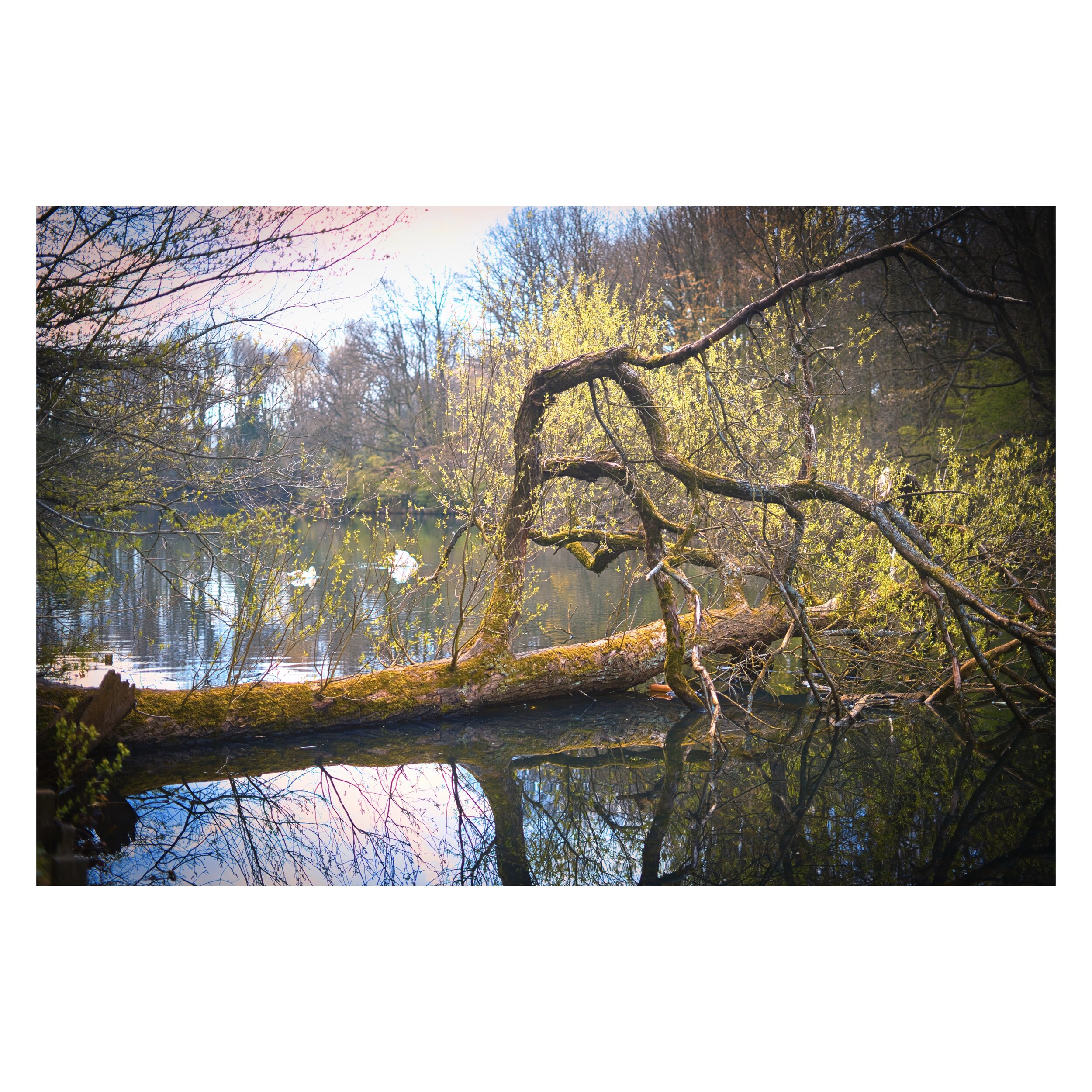 Omgevallen boom in een meer met weerspiegeling, omgeven door bomen in lentekleuren.