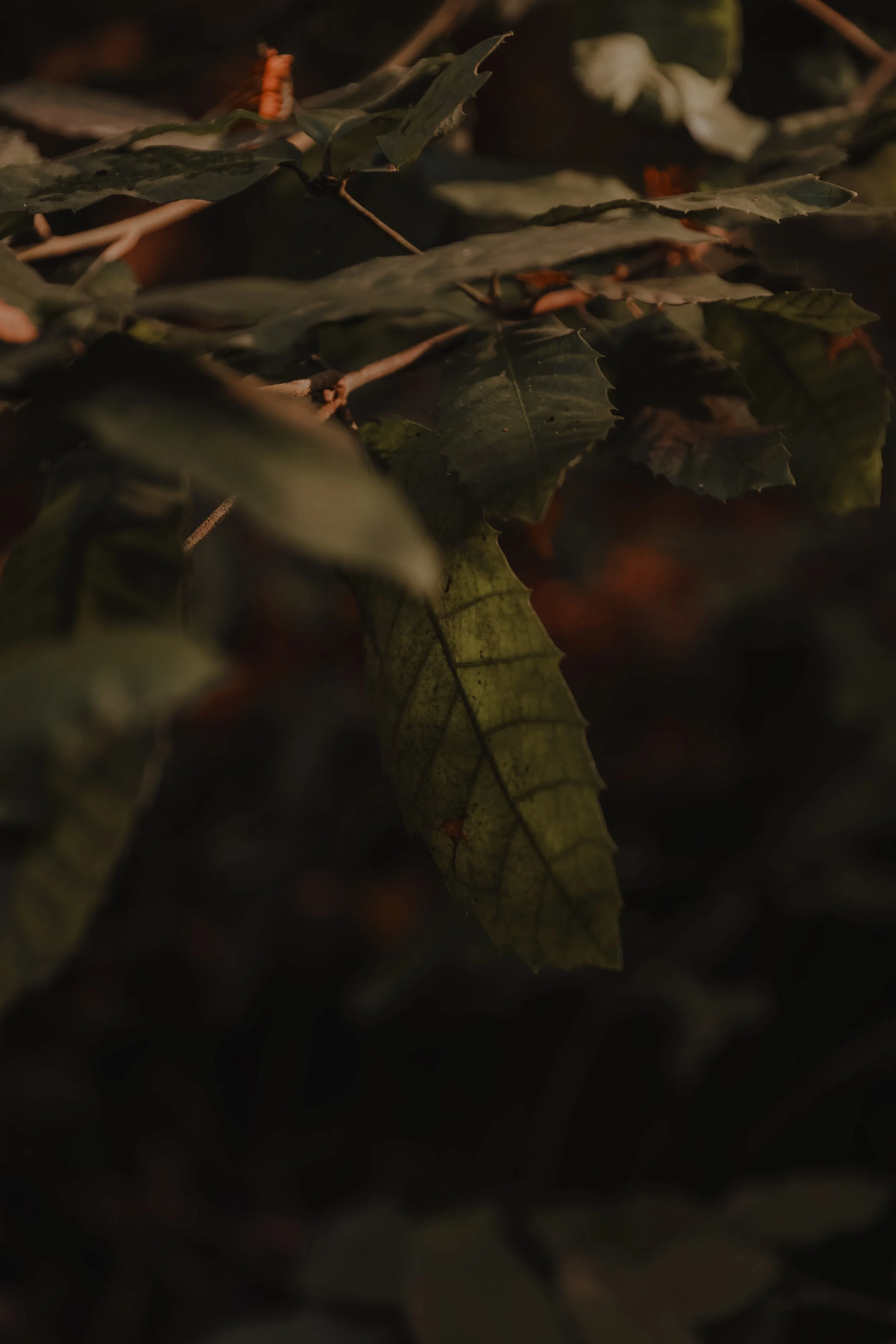 NorthernCA (tripphotos)-94.jpg