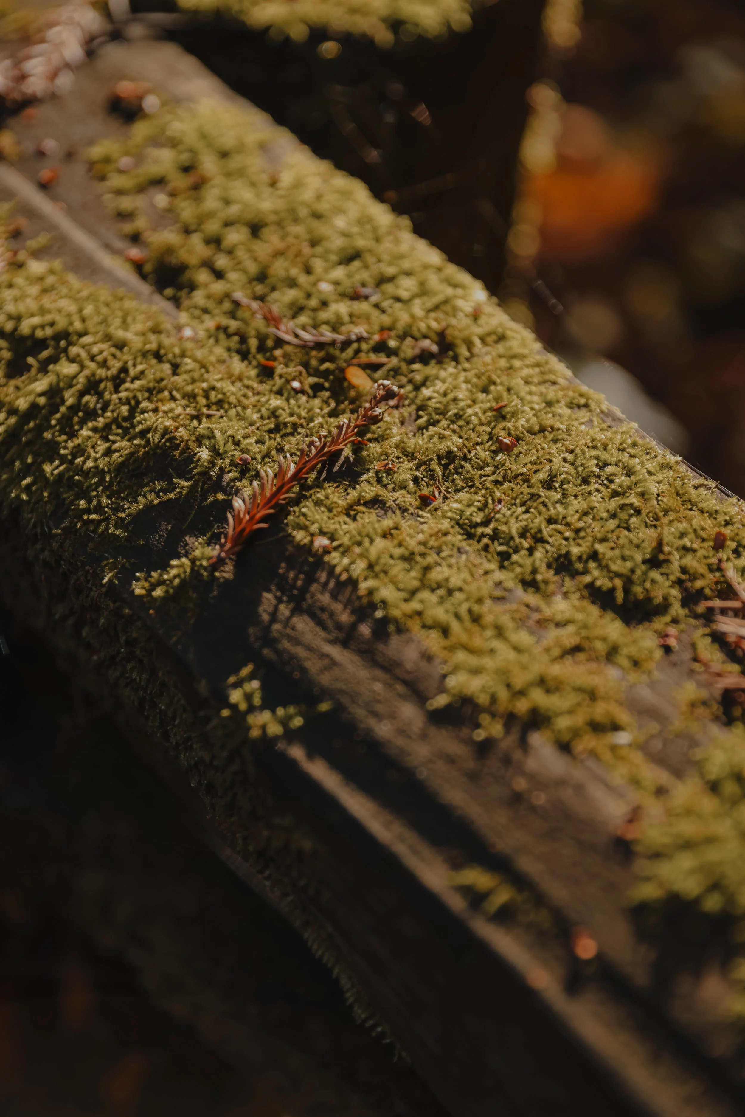 NorthernCA (tripphotos)-89.jpg