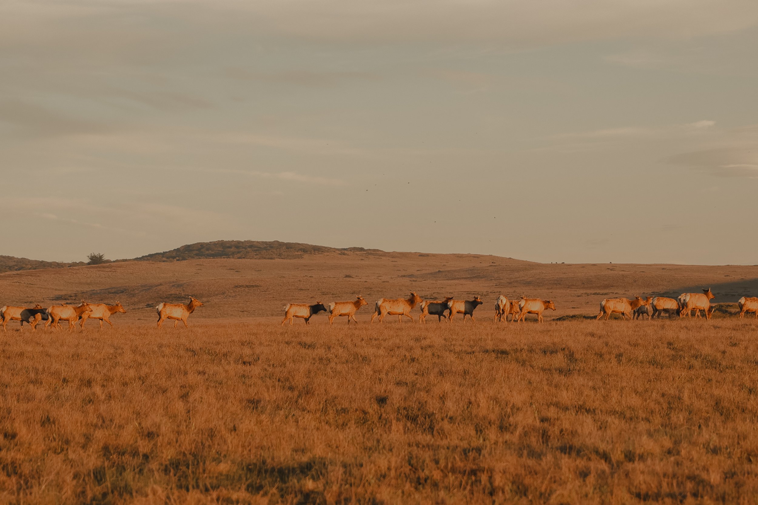 NorthernCA (tripphotos)-41.jpg