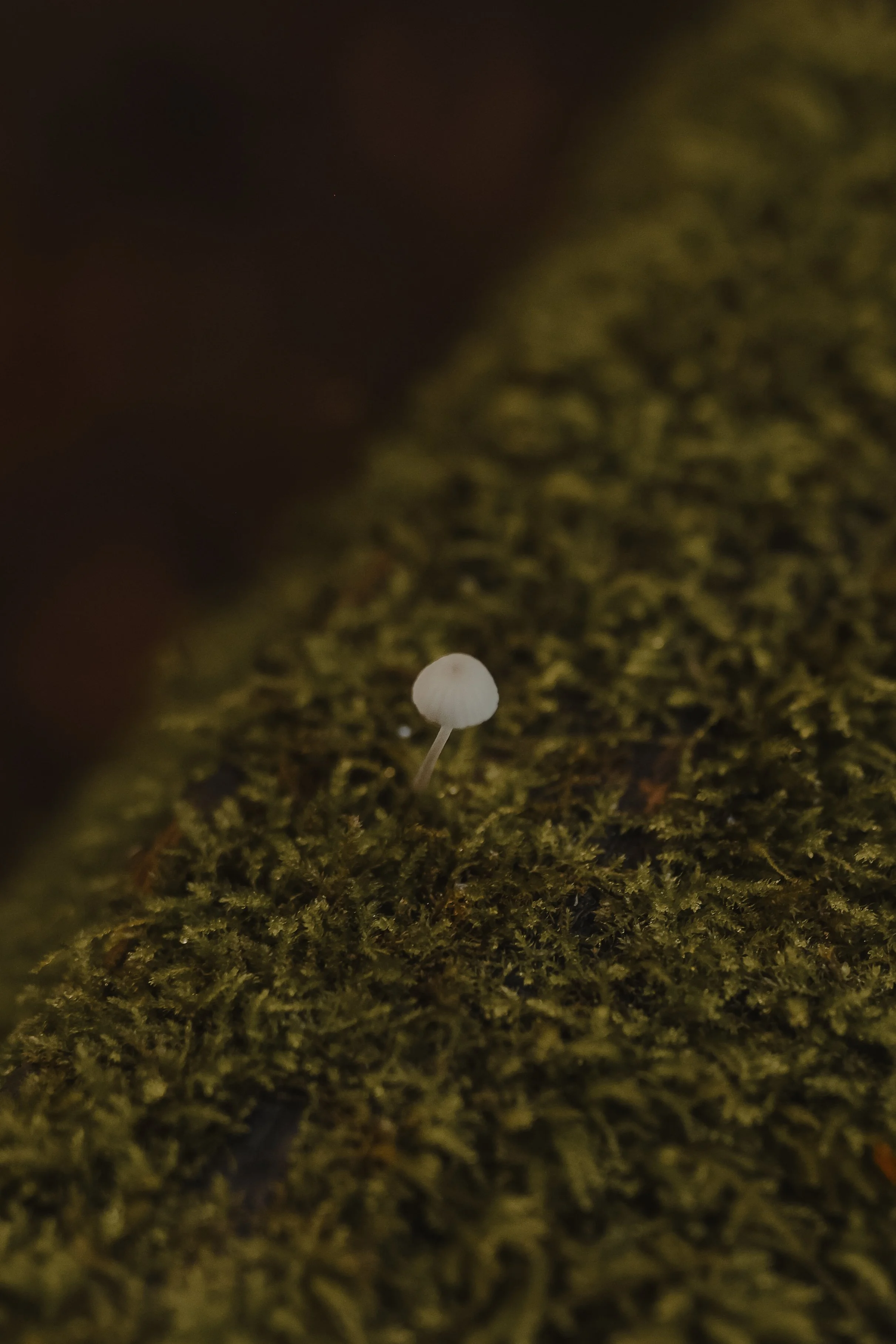 NorthernCA (tripphotos)-109.jpg