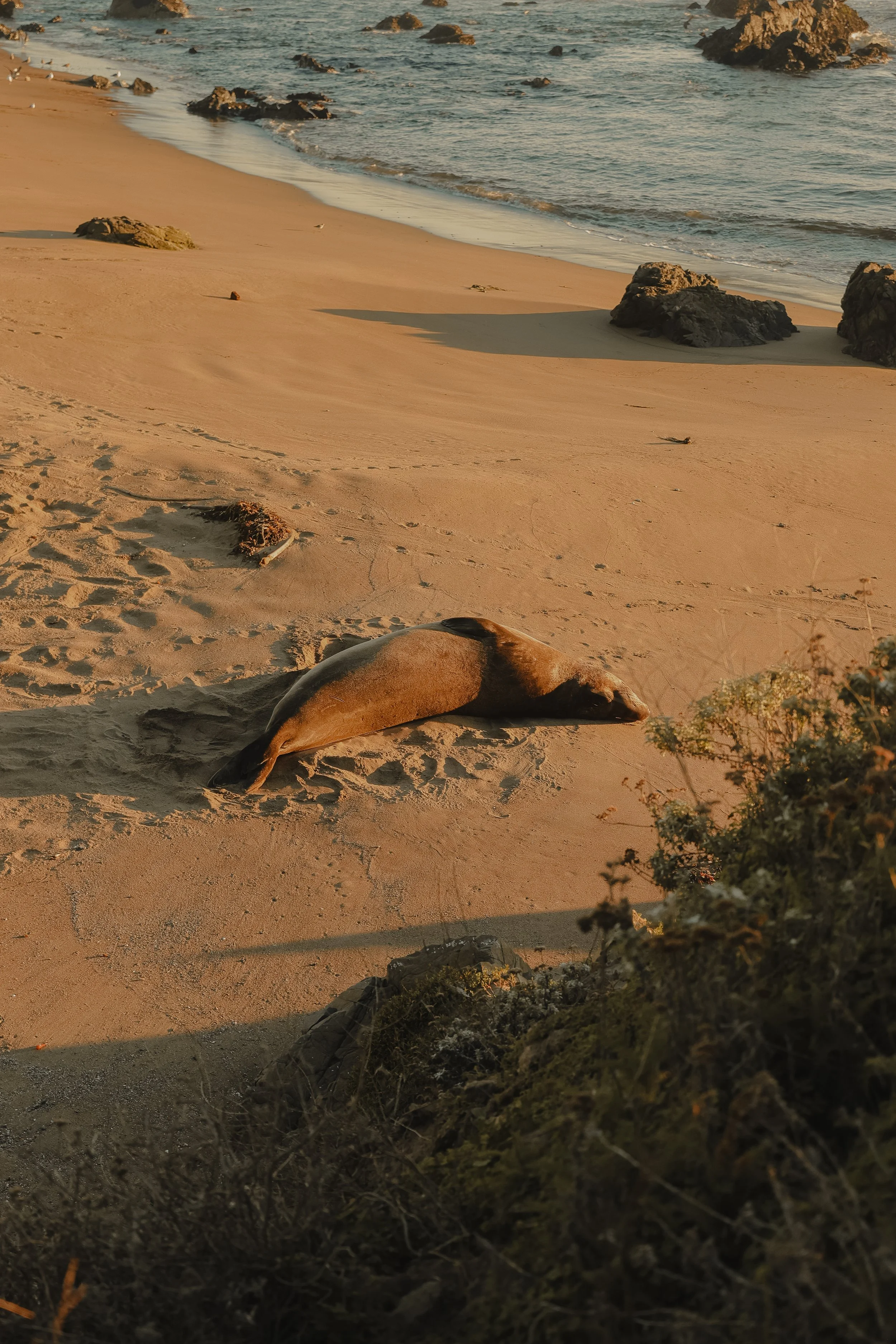 NorthernCA (tripphotos)-36.jpg