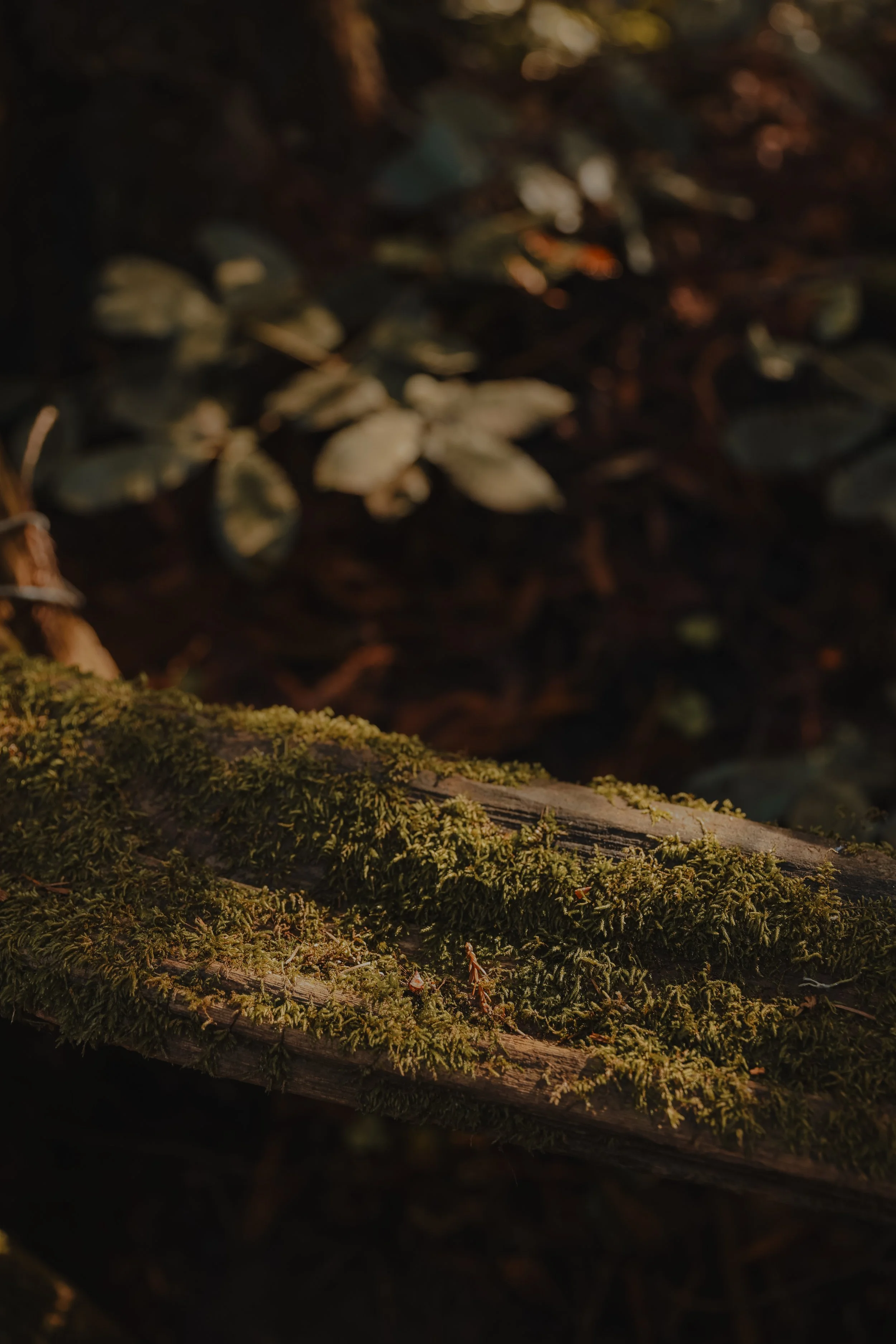 NorthernCA (tripphotos)-95.jpg