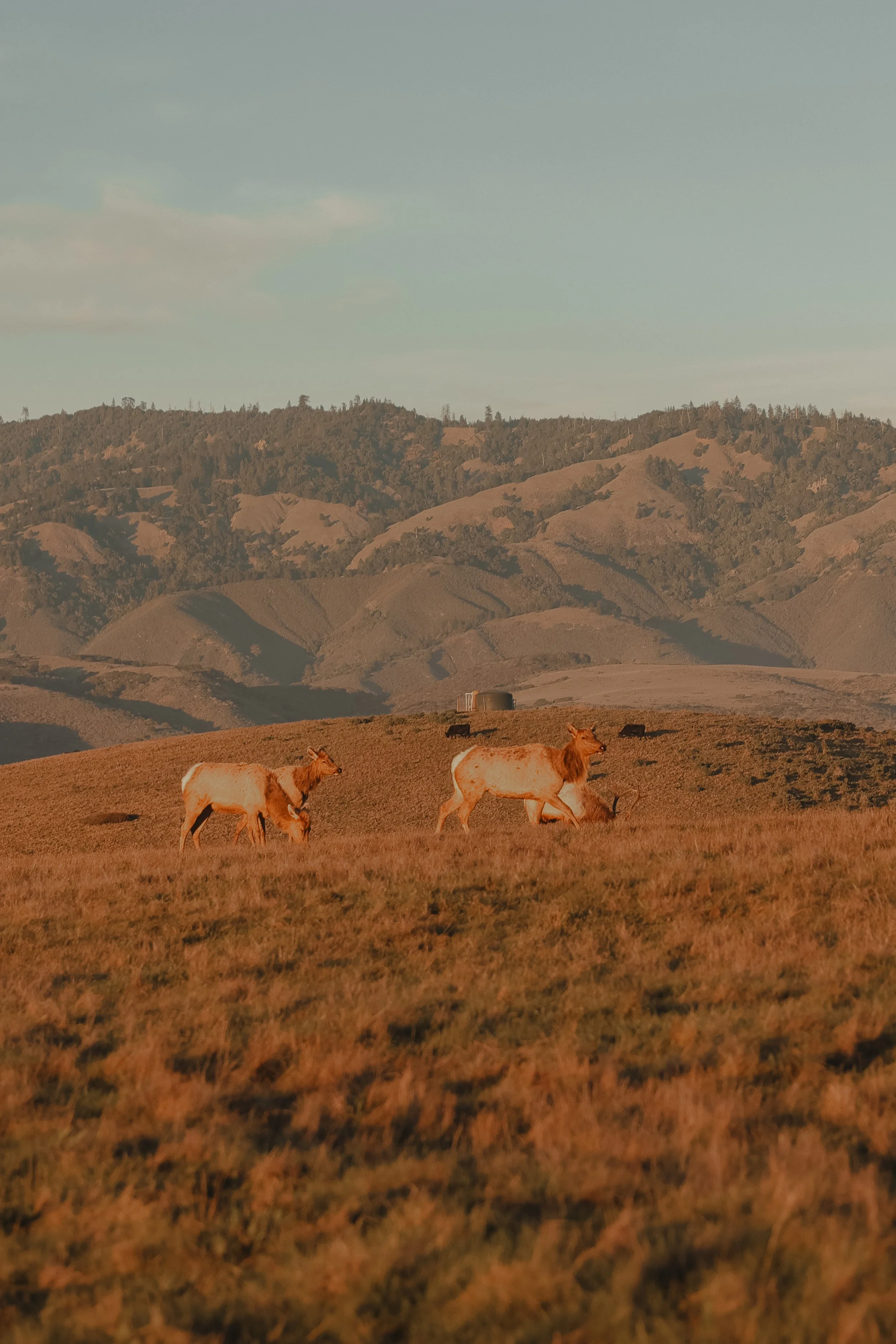 NorthernCA (tripphotos)-42.jpg