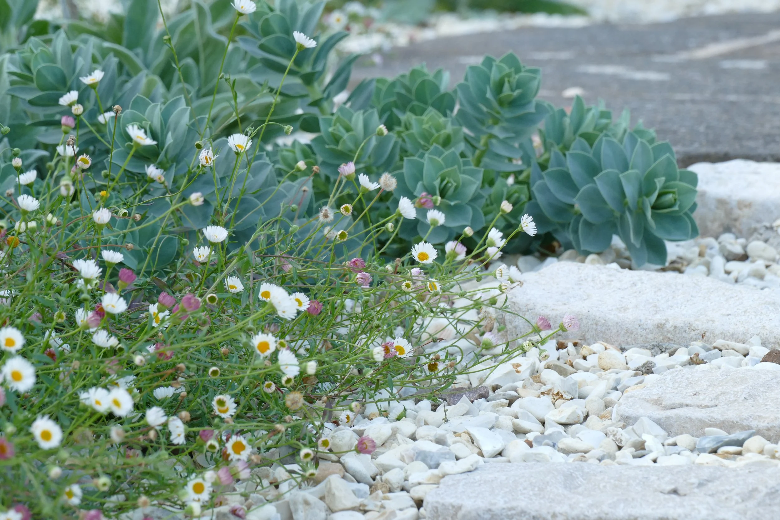 Gravel Garden, Erigeron, Wild Clover Garden Design.JPG.JPG