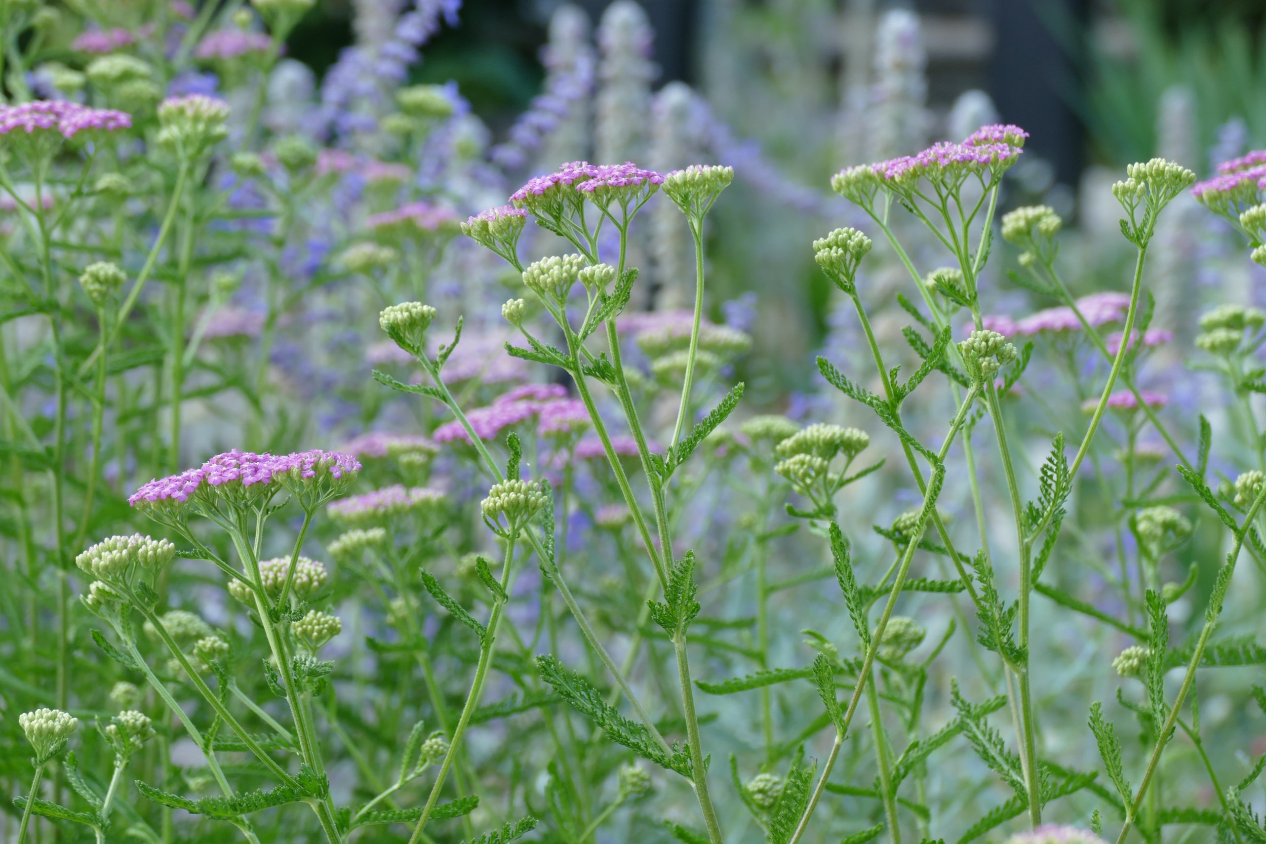 Close-up of a garden with light purple and white flowers on green stems and leaves, designed by Wild Clover Garden Design.