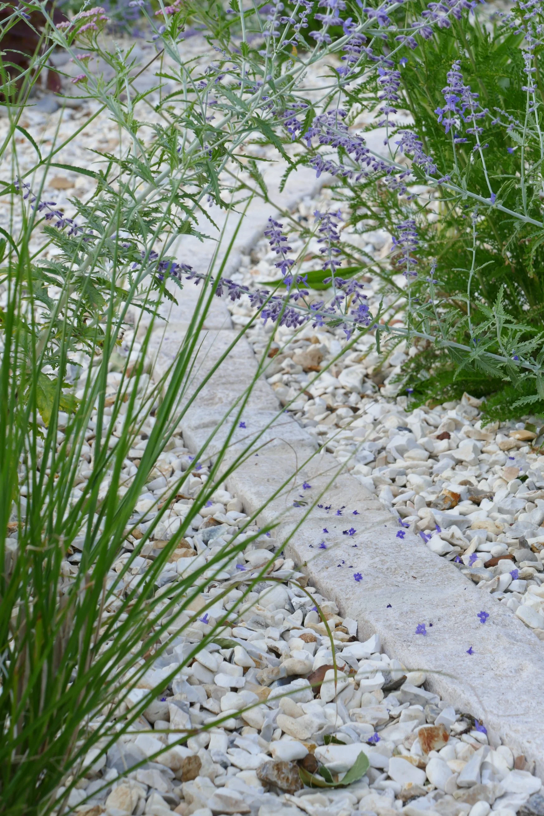 Gravel Garden, Cobbles and Planting, Wild Clover Garden Design.jpg