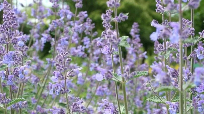 Top 5 Perennial Plants That Won’t Let You Down