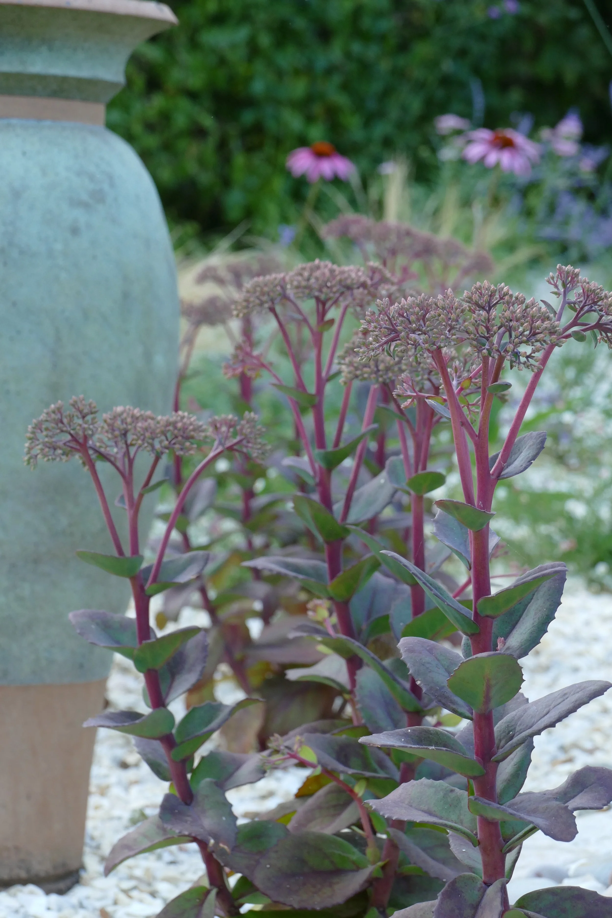 Gravel Garden, Hylotelephium, Wild Clover Garden Design.JPG.JPG