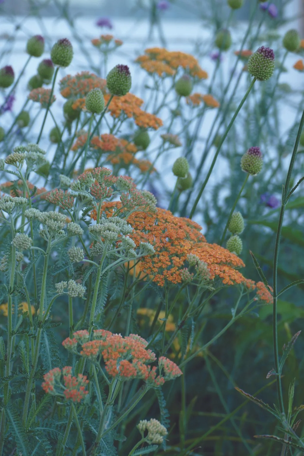 Close-up of colorful wildflowers, including orange yarrow and purple globe thistle, in a natural setting.