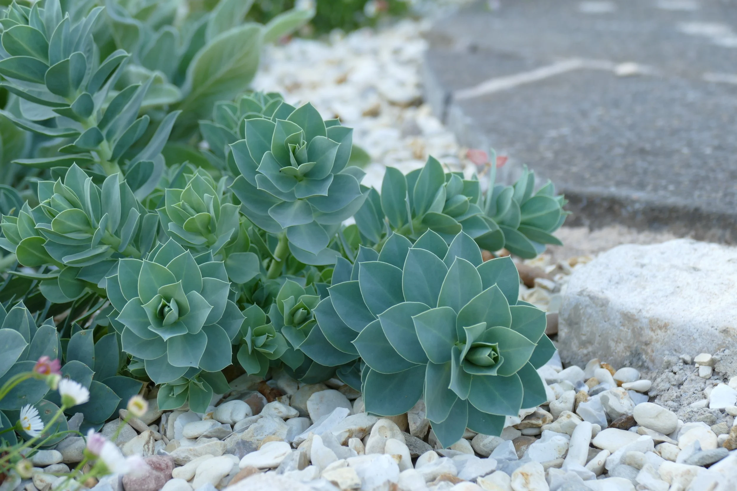 Gravel Garden, Euphorbia, Wild Clover Garden Design.JPG.JPG