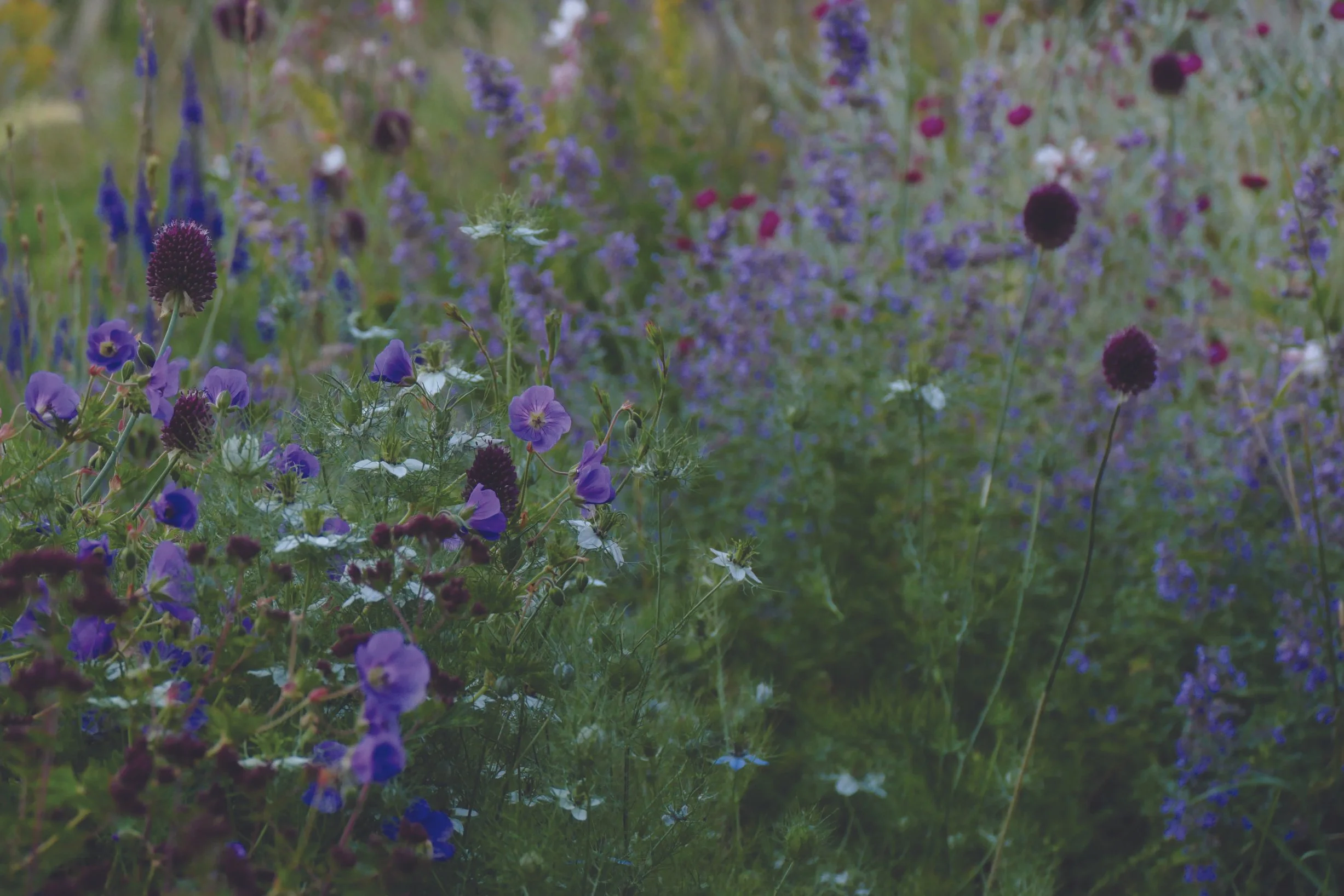A meadow filled with purple, blue, and white flowers of various types, creating a vibrant field of blooming wildflowers.