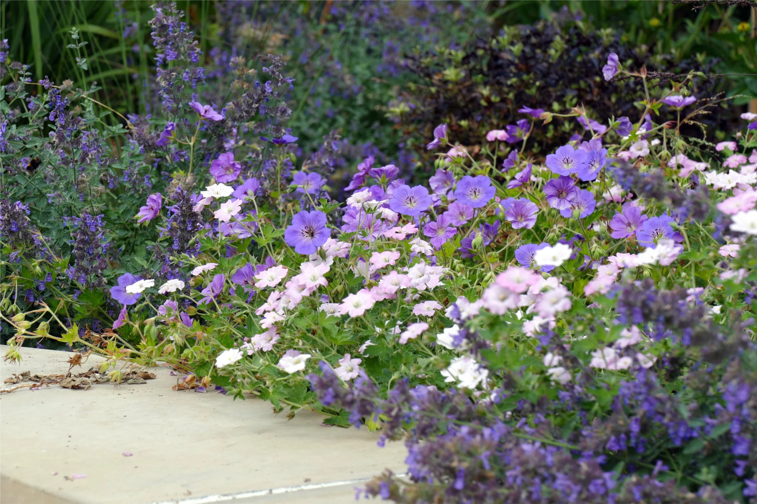 Upton Cheyney Planting Design, Geraniums.jpg