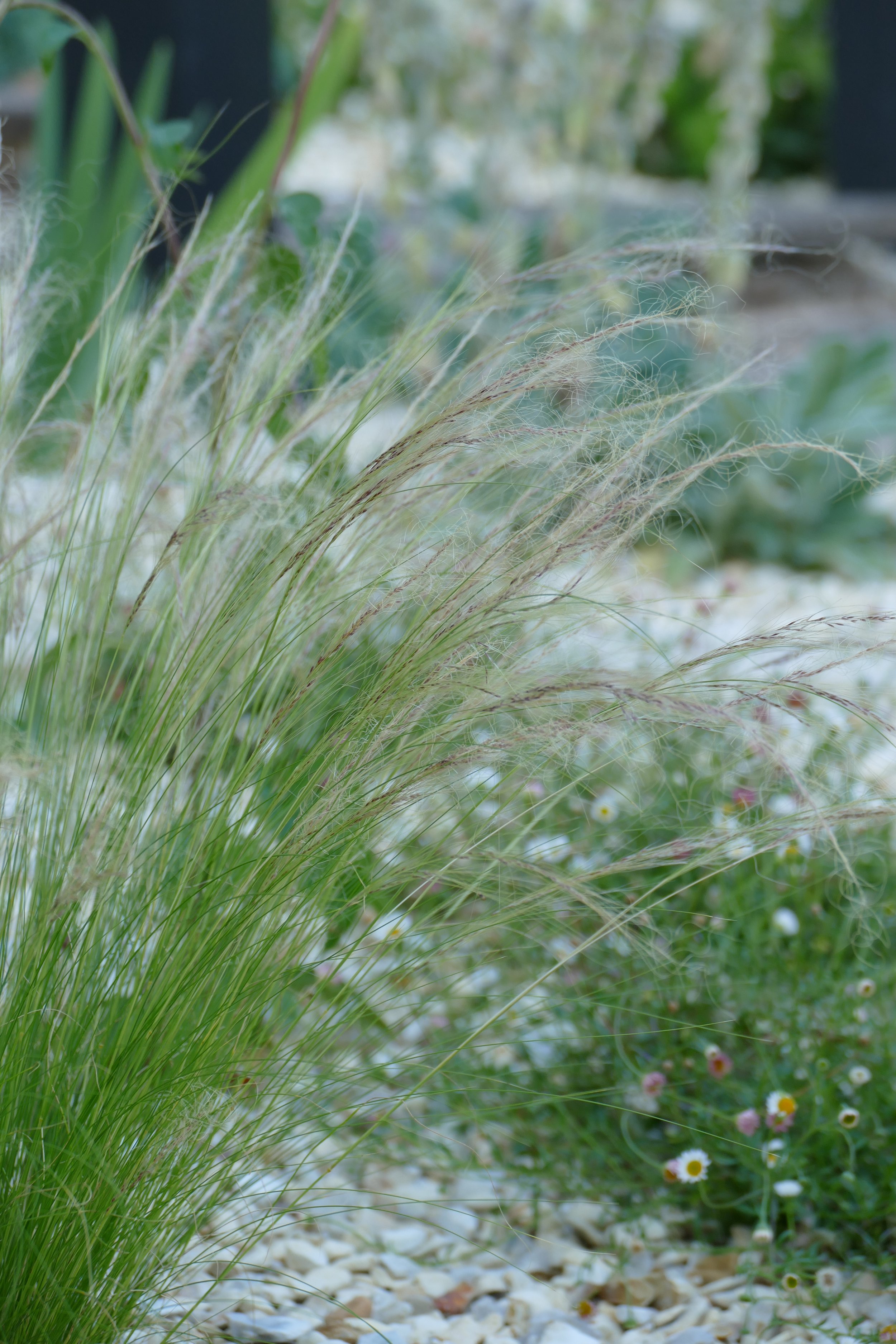 Gravel Garden, Stipa, Wild Clover Garden Design.JPG
