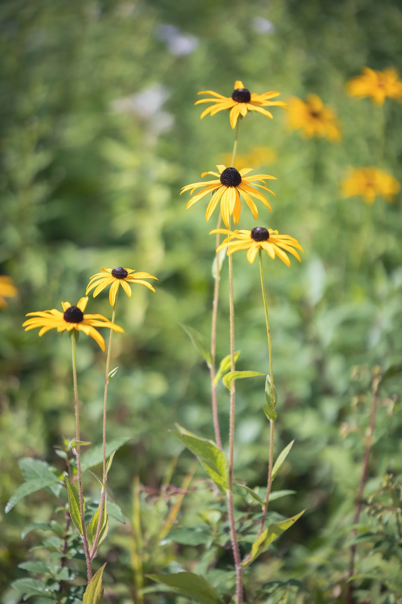Planting Services Garden Design