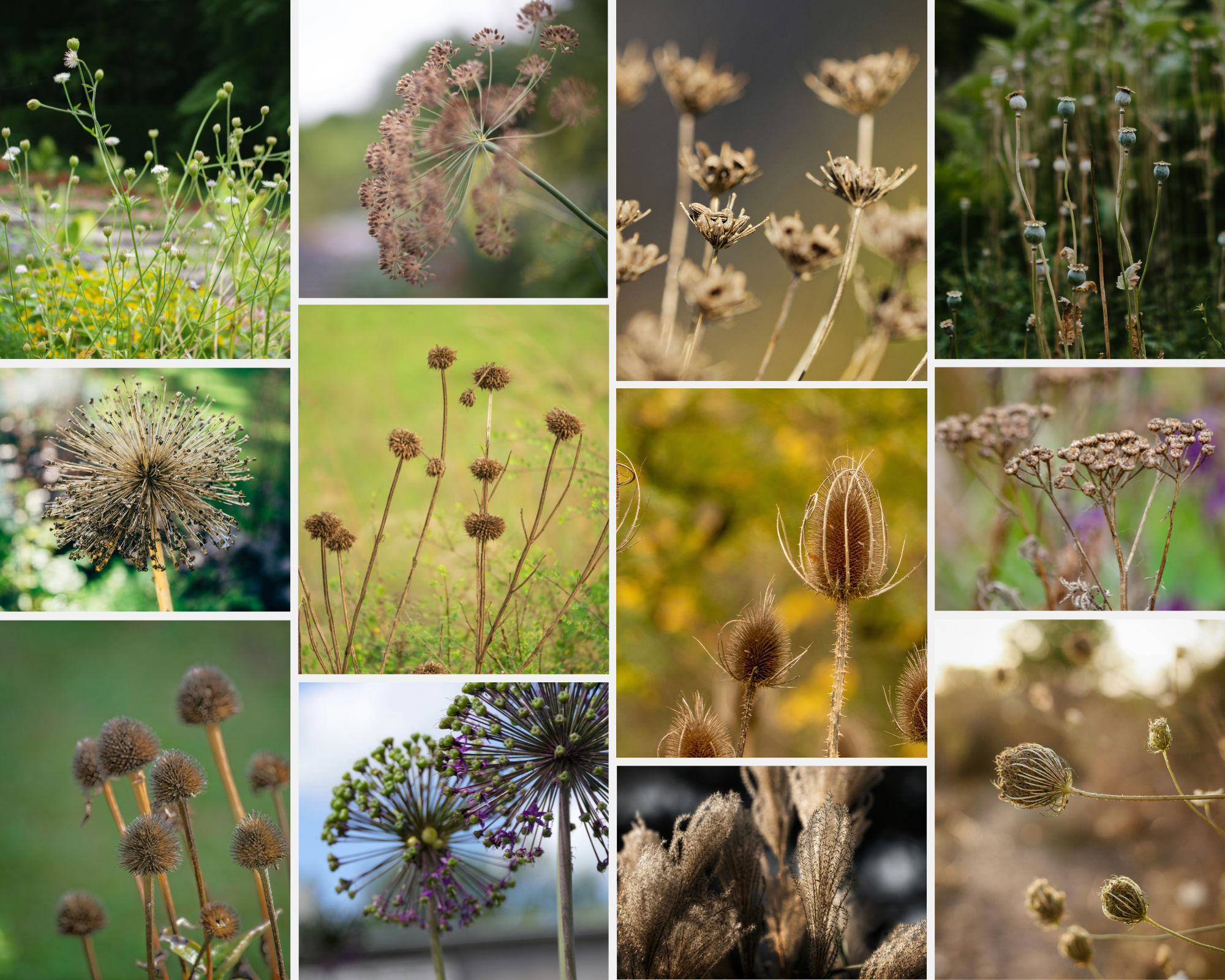 winter season design seedheads