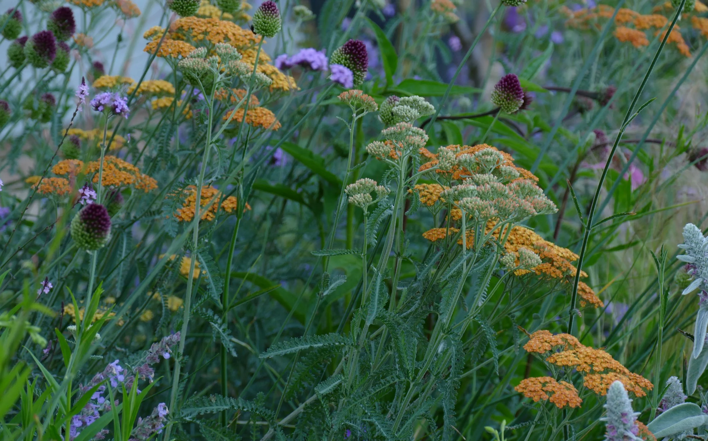 A lush garden filled with various colorful flowers, including orange, purple, and white blooms, and green foliage.