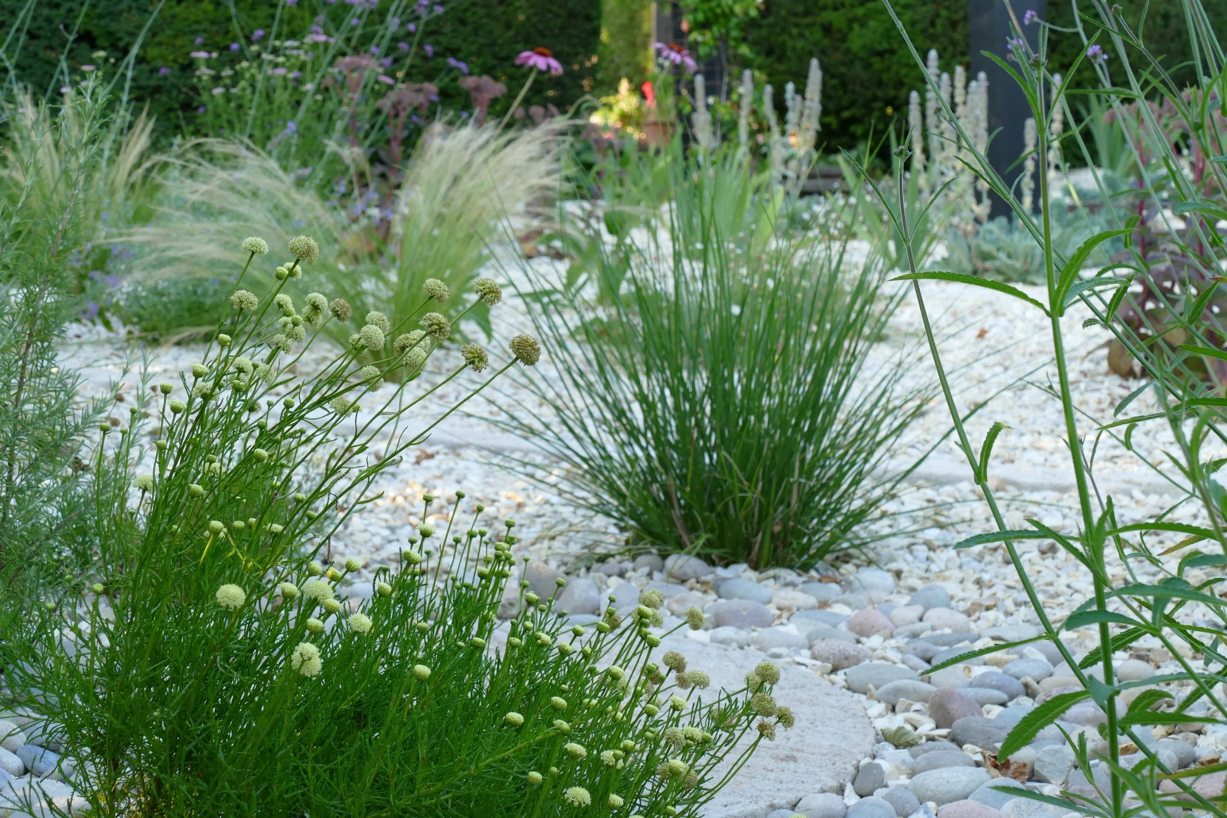 A completed garden design project with various green plants, flowering plants, and ornamental grasses on white gravel ground.