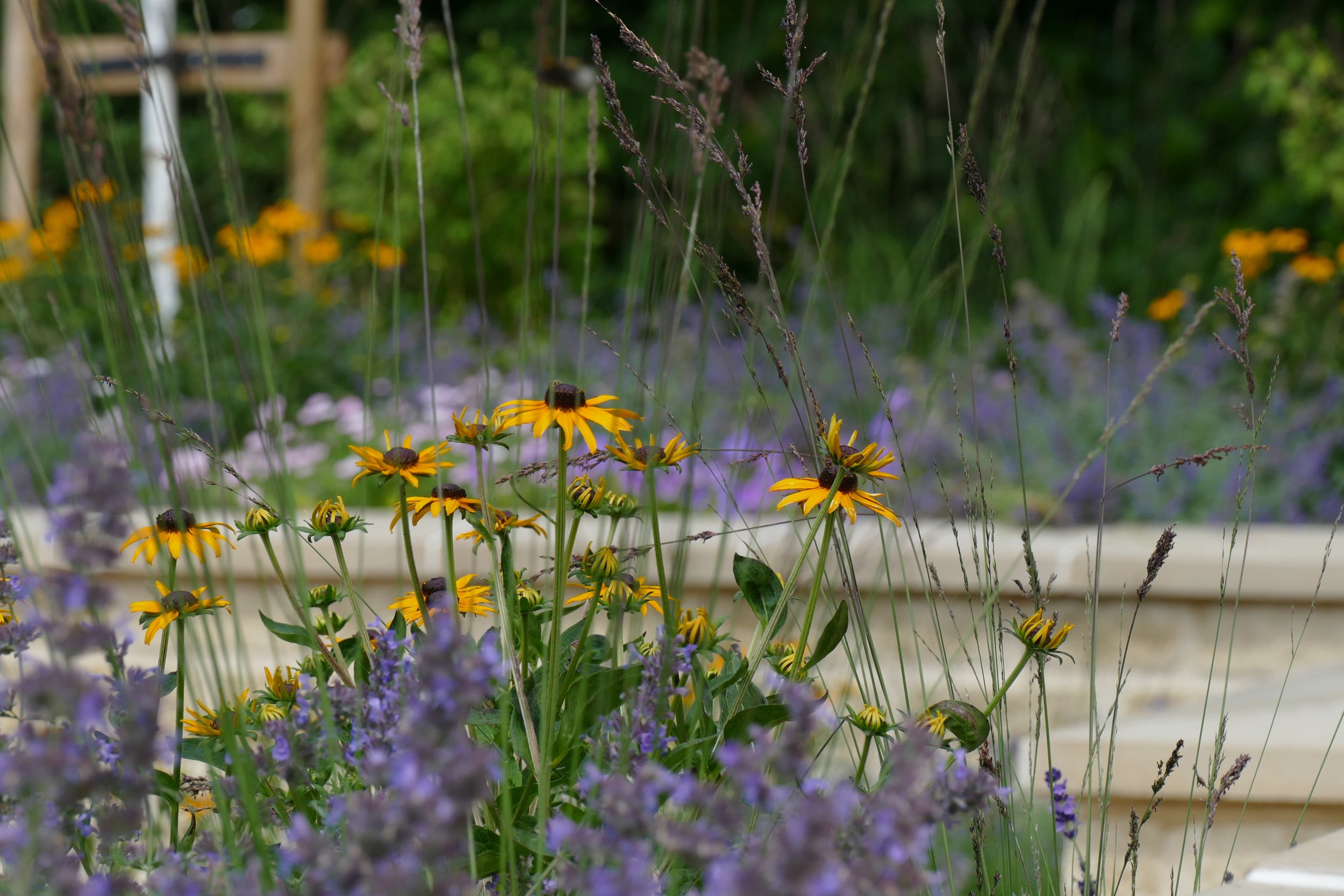 A completed garden design project in Upton Cheyney featuring Rudbeckia, purple flowers, and tall green grass in a garden.