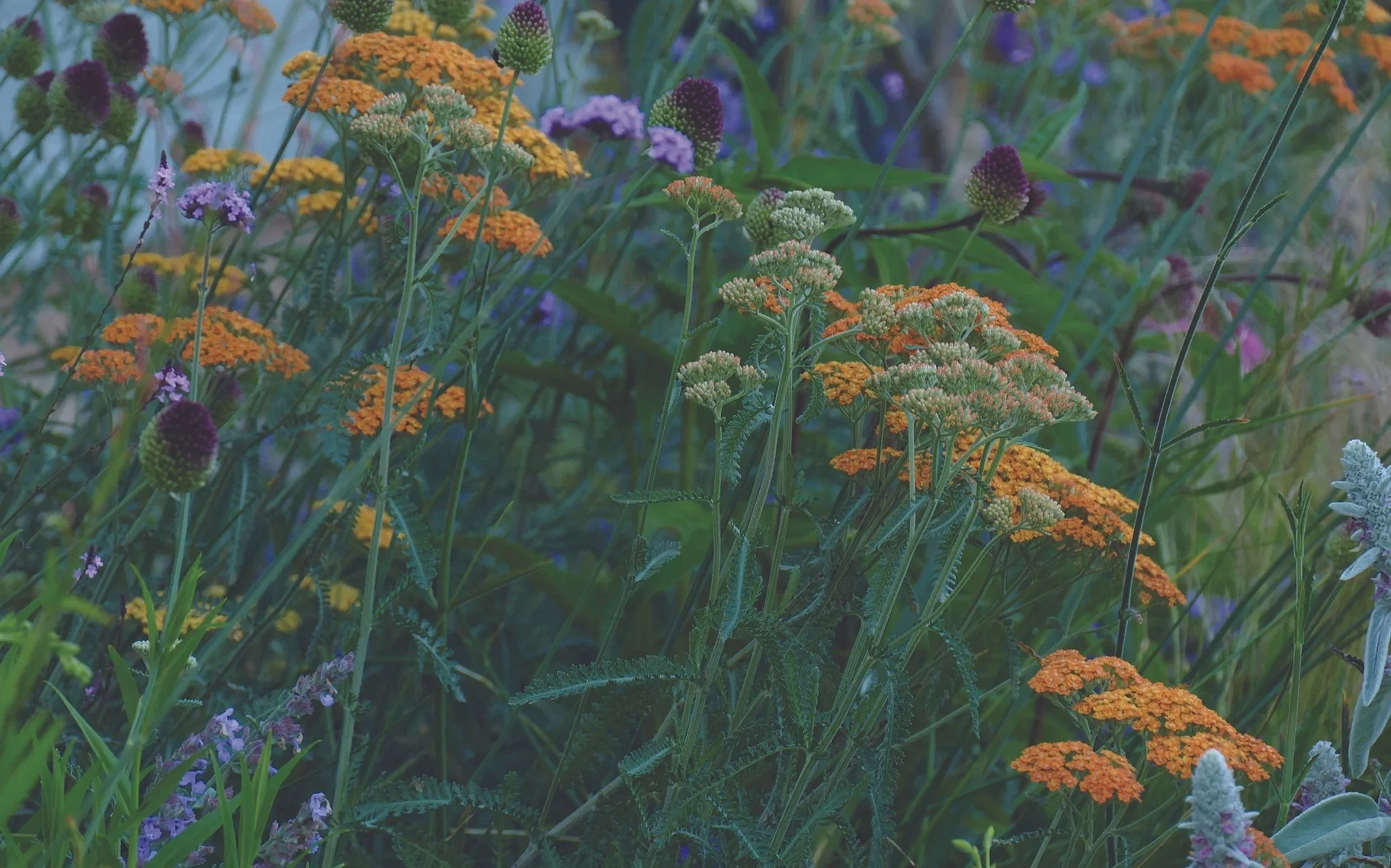 A colorful garden with orange, purple, red, and white flowers among green grass and plants.
