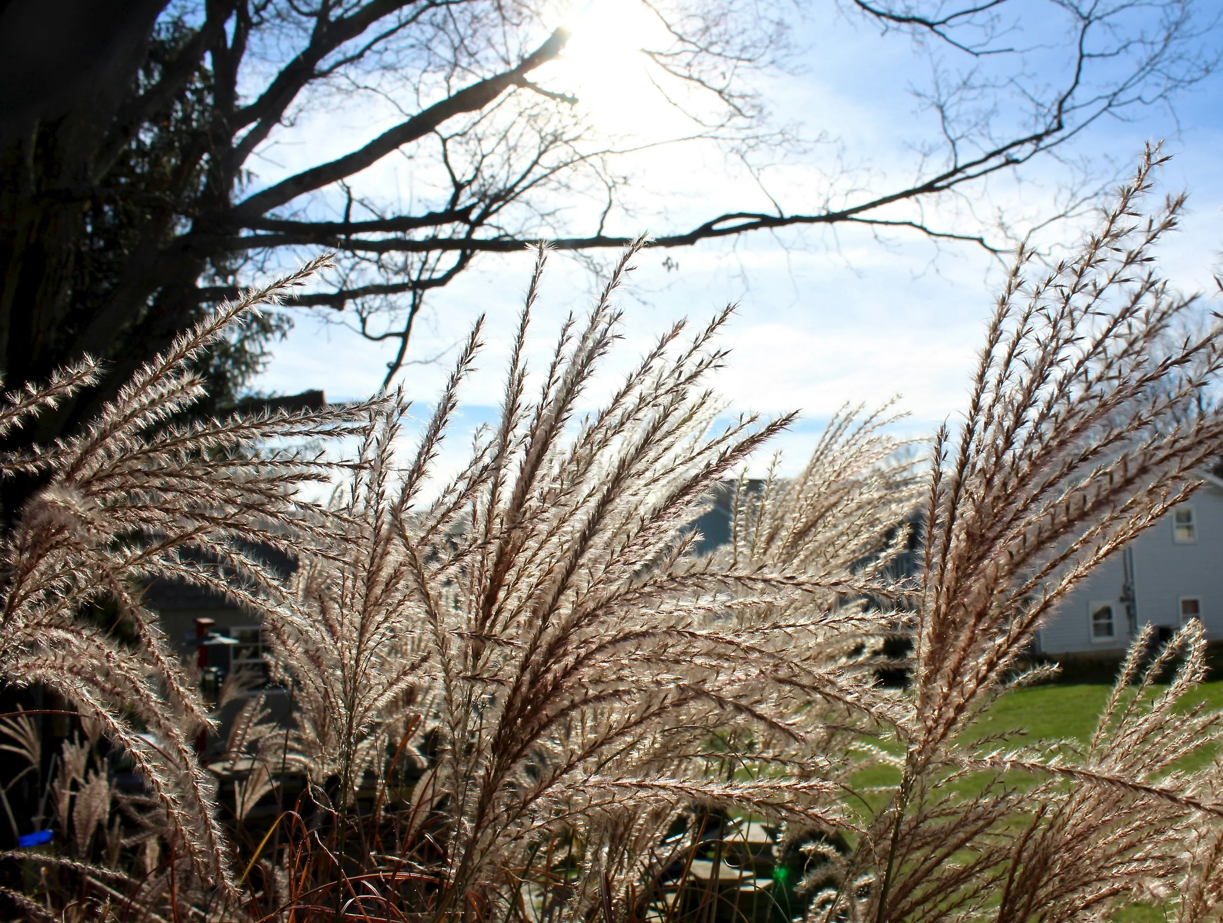 Grasses for Windy Gardens