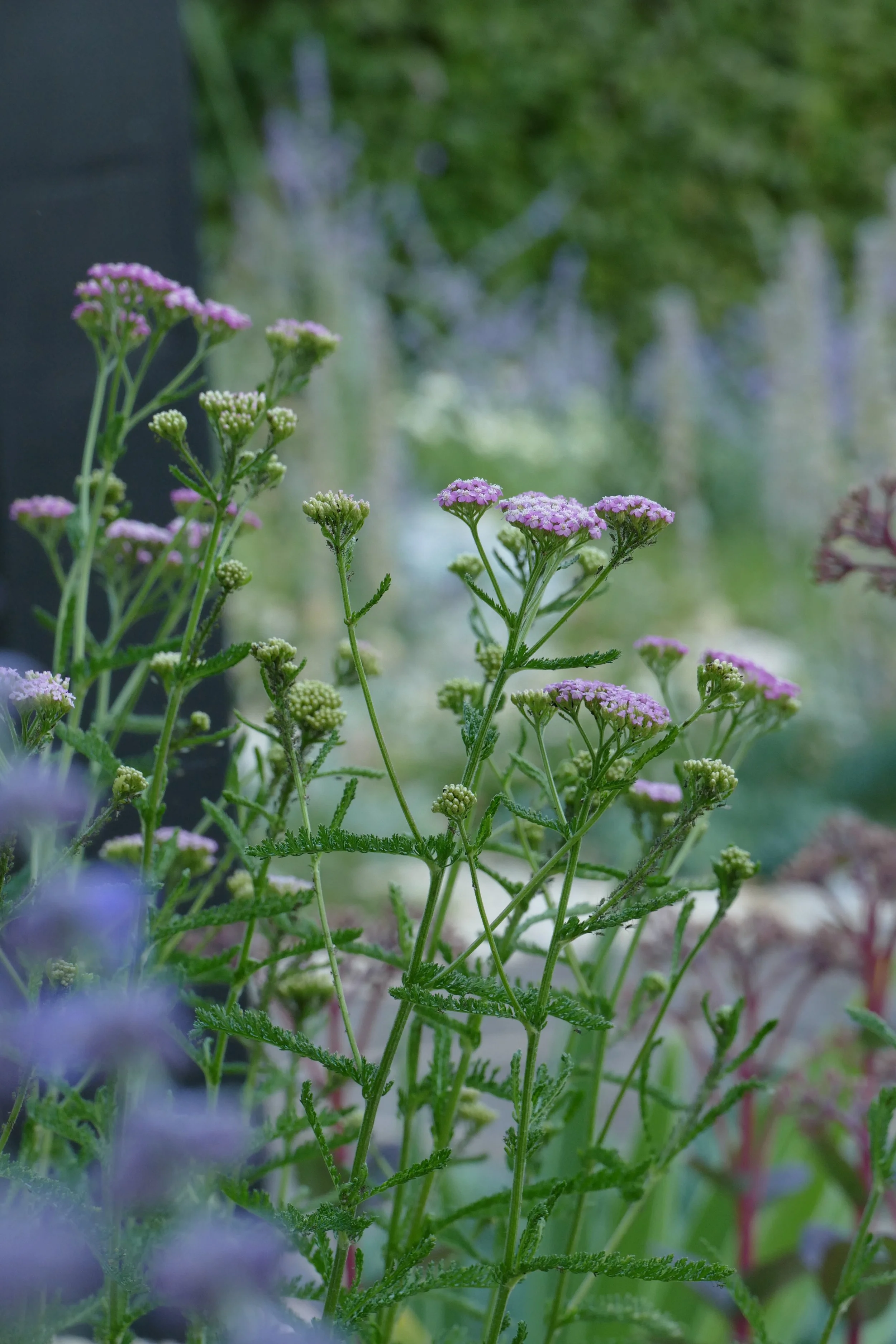 Achillea in Gravel Garden, Wild Clover Garden Design.JPG.JPG
