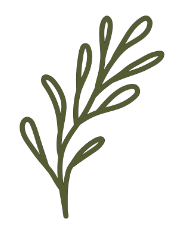 Illustration of a sprig of rosemary with green leaves.