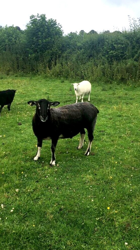 Bodger