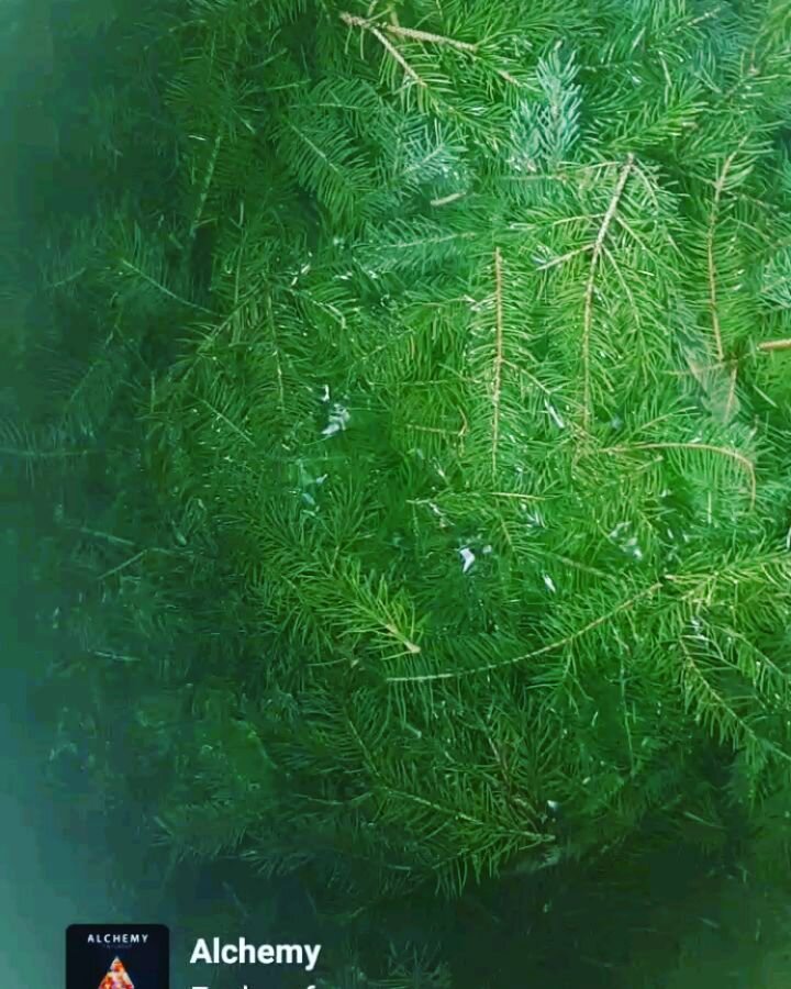 LN Balsam Fir distillation includes the water-soluble parts of the plant (Hydrosol) and the oil soluble parts of the plant (Essential Oil), both having different therapeutic benefits for body, mind, and soul ❇

Balsam Fir is energetically expansive. 