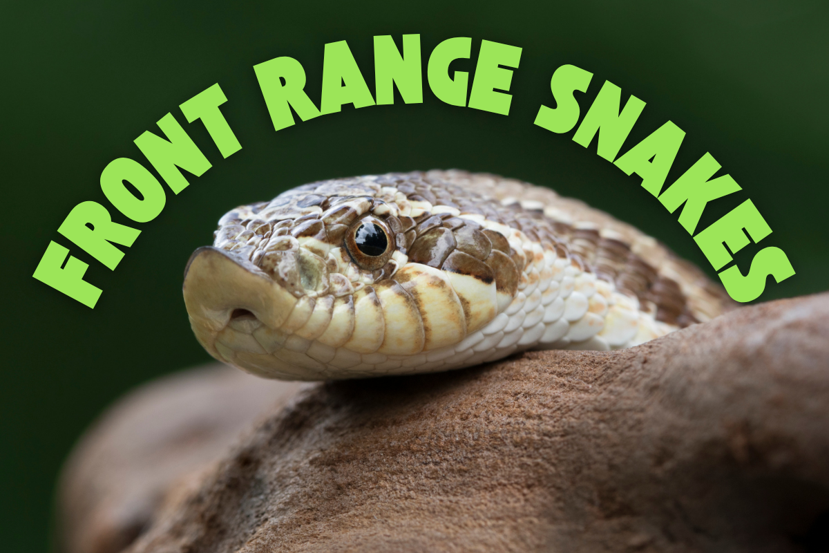 Front Range Snakes — Reptile & Amphibian Center