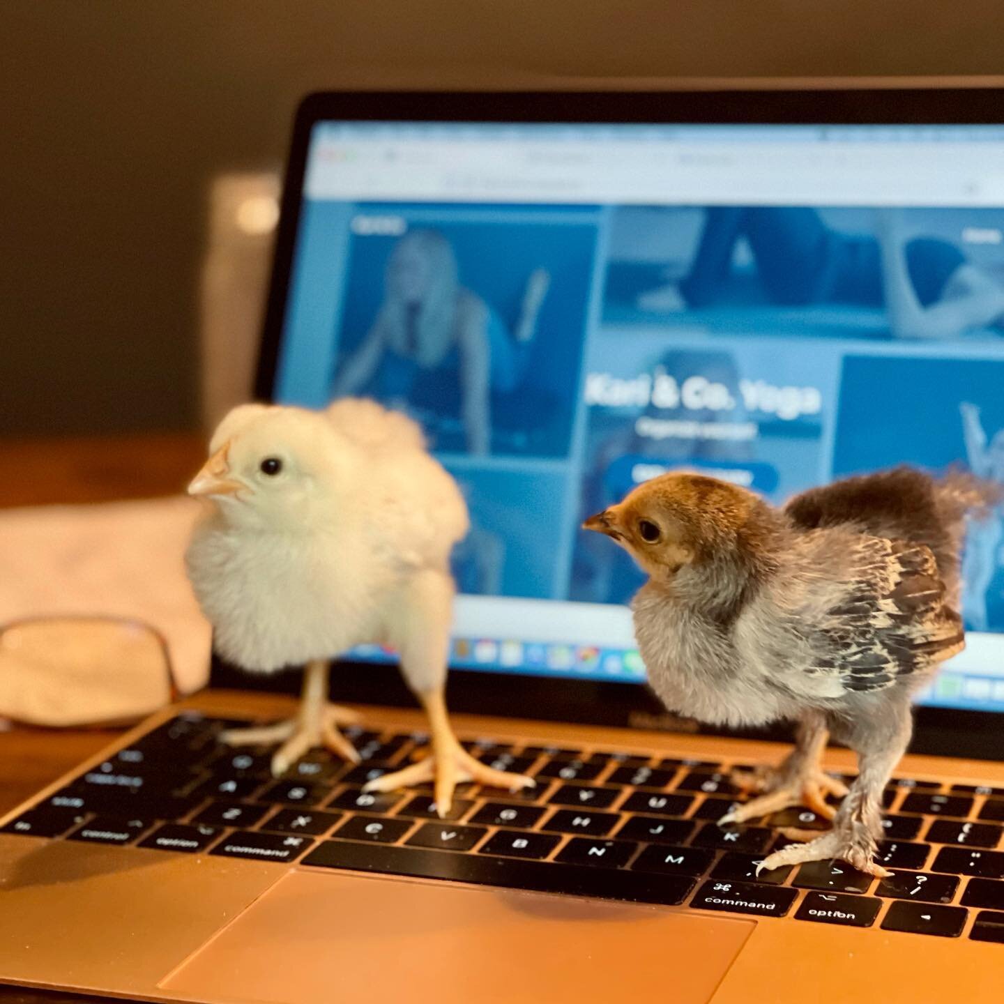 🐓It&rsquo;s #FarmFriday!🐓⁣⁣⠀
⁣⁣⠀
Hope springs eternal as they say💫.⁣⁣⠀
⁣⁣⠀
After losing five of our chickens to a family of foxes a month ago, I am, again, raising baby chicks 🐣.⁣⁣⠀
⁣⁣⠀
Several times a day, I am cleaning and filling water and foo