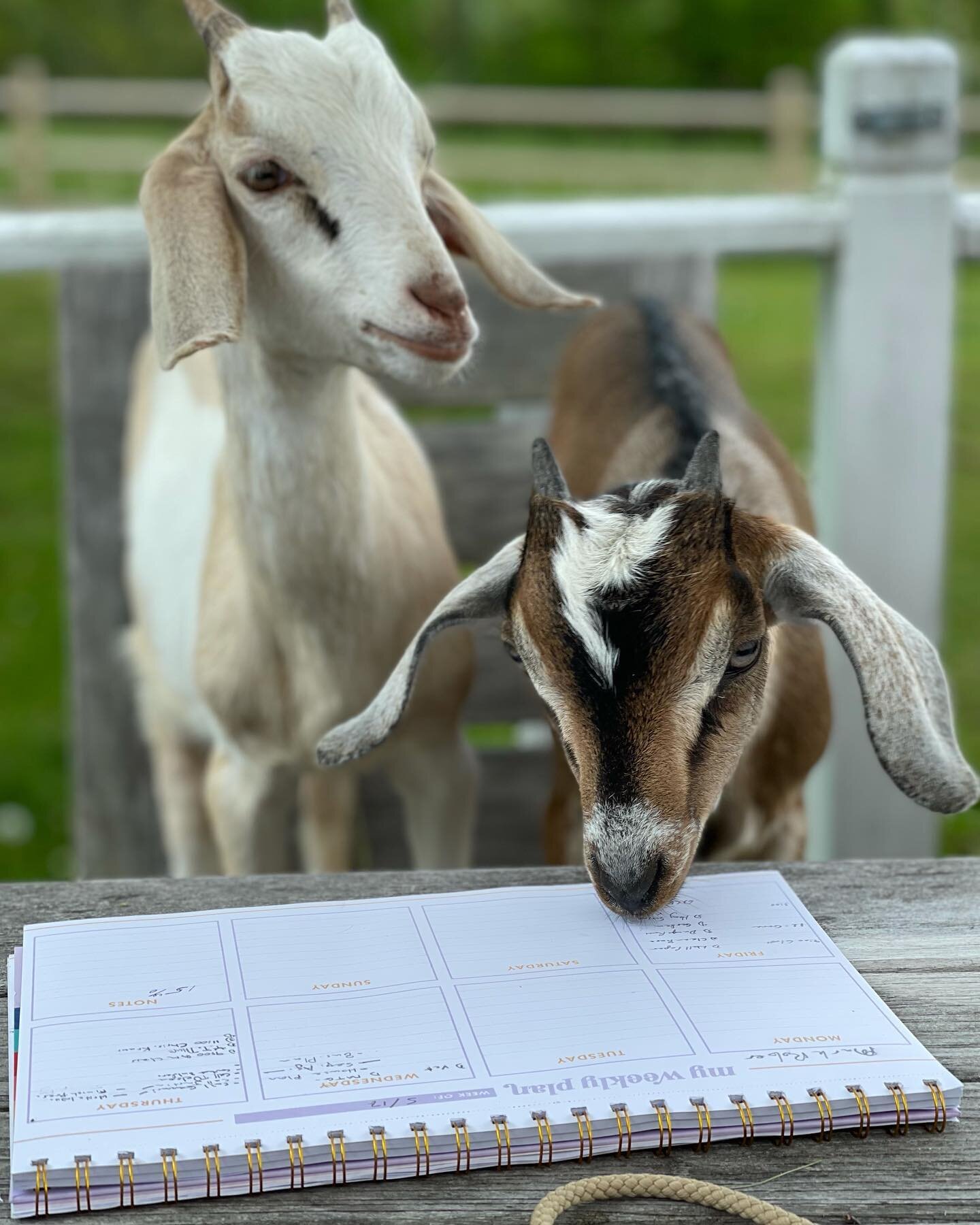 🐐 It&rsquo;s #FarmFriday! 🐖⁣⁣⠀
⁣⁣⠀
As a new mother 🤱 of baby goats, the learning curve is REAL and life is never dull.⁣⁣⠀
⁣⁣⠀
Turns out, goats are creatures of habit and prefer routines. They also have good memories and will remember bad experienc