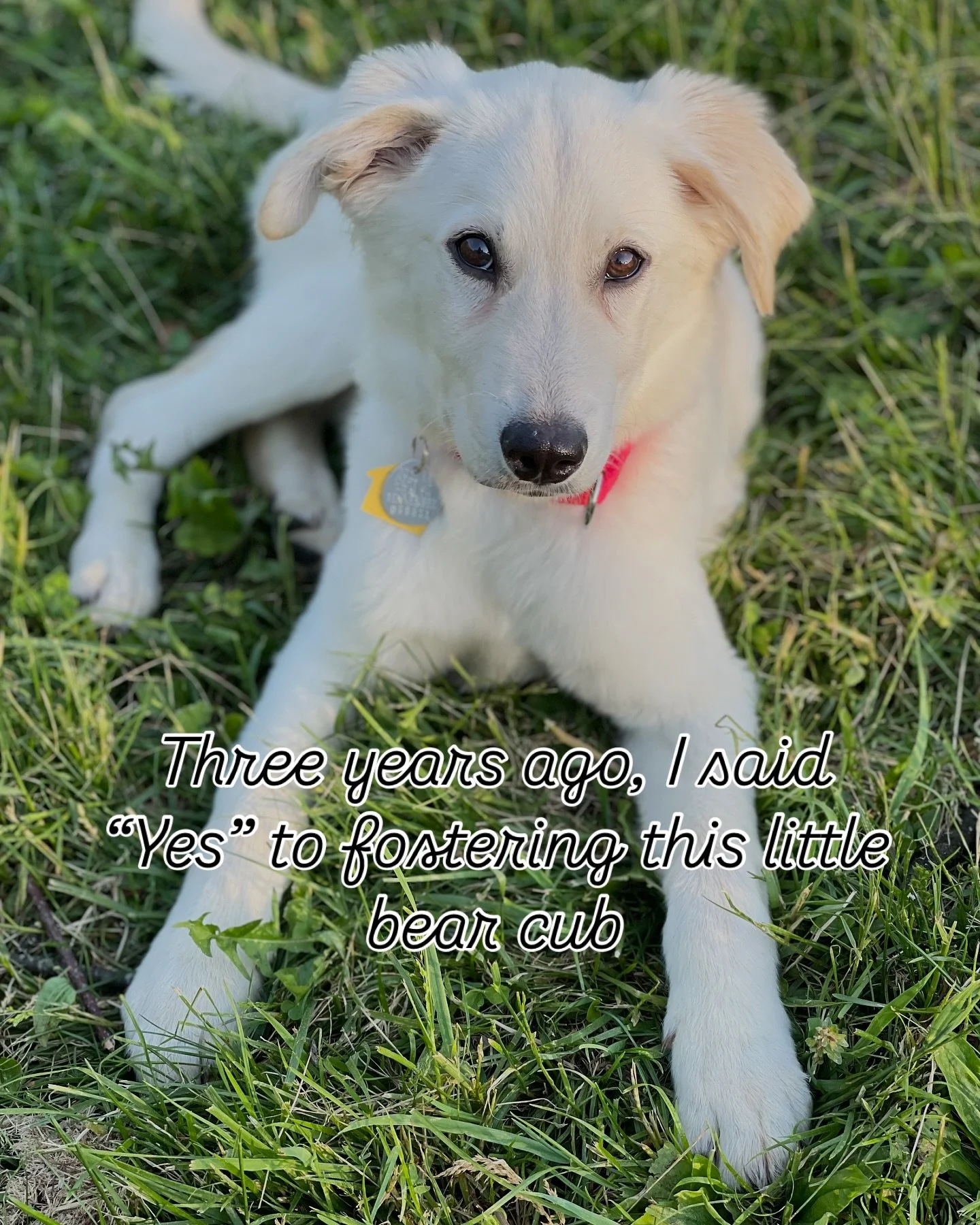 3 years with this magical creature.

Happy Gotcha Day to my number 1 little big man, Bear.

Thank you @pupstarzrescue for finding and saving him. And @sylvesterishelpful for being his freedom ride.

I could not love this dog more.

#lifewithdogs 
#fo