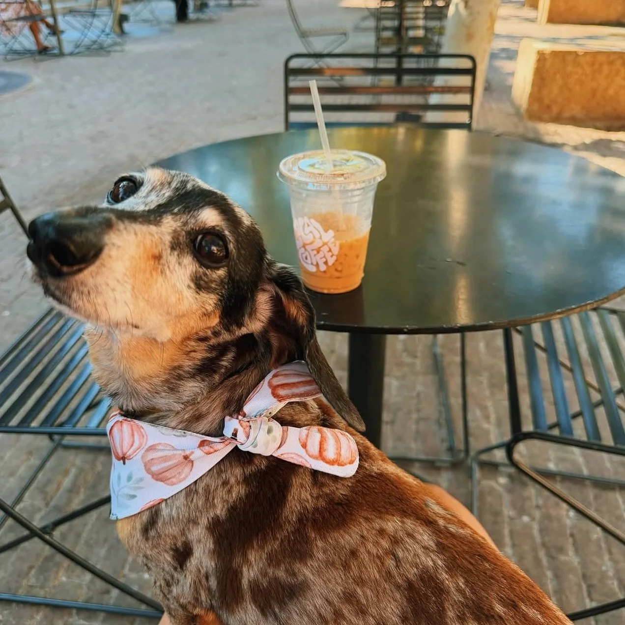 a pumpkin pie latte, a puppy and a patio. what more can you want 🥹
📸: @schwabinator