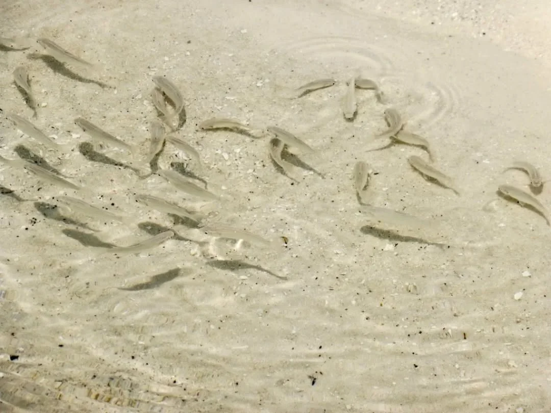 Tiny fish shimmer like living confetti beneath the surface. From captain's post, the endless horizon stretches out and on shore, powder-white sand invites bare feet &amp; quiet thoughts.
Every view aboard Pearl 111 is a reminder of how vast, vibrant 