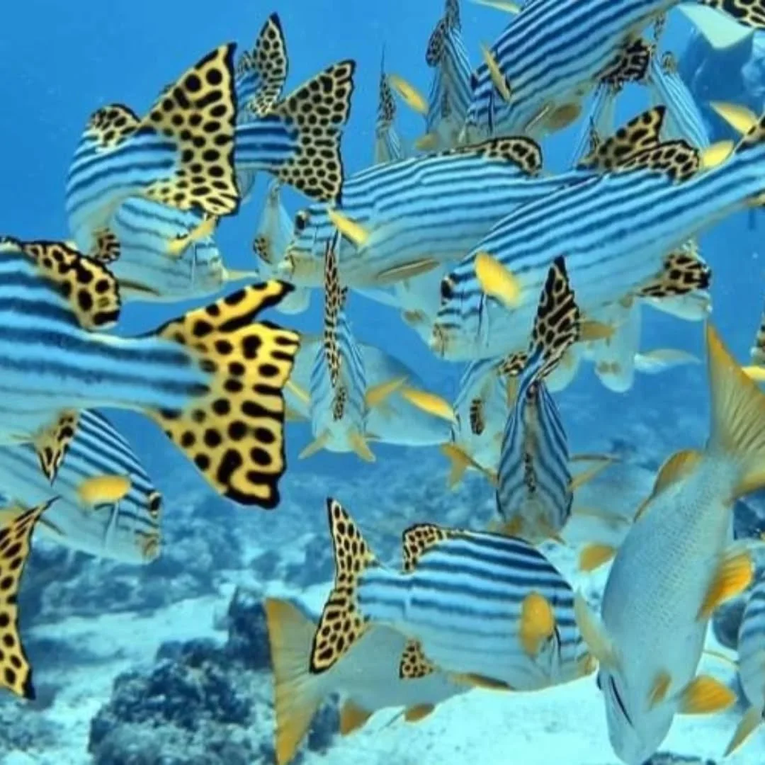 Beneath the surface, another world awakens - colorful, silent, infinite. Dive deeper with Pearl 111 and let the ocean tell its story, one breath at a time.

#pearl111 #liveaboard #maldivestrip #yachtcharter#visitmaldives #snorkelingtrip #underwaterli