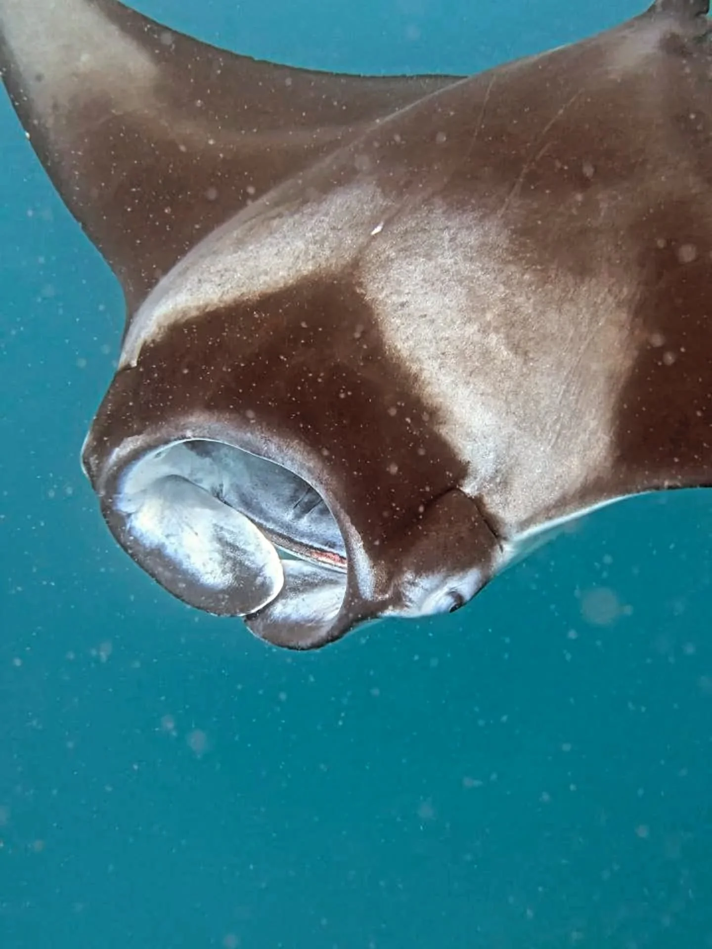 Today's moments we are grateful for :

1- Crossed path with a friendly manta ray
2- Snorkeling above colorful corals
3- Enjoyed a kayak ride to the littelest sandbank
4- Pearl 111 is looking good from over here !
5- Watching the sky turn orange as th