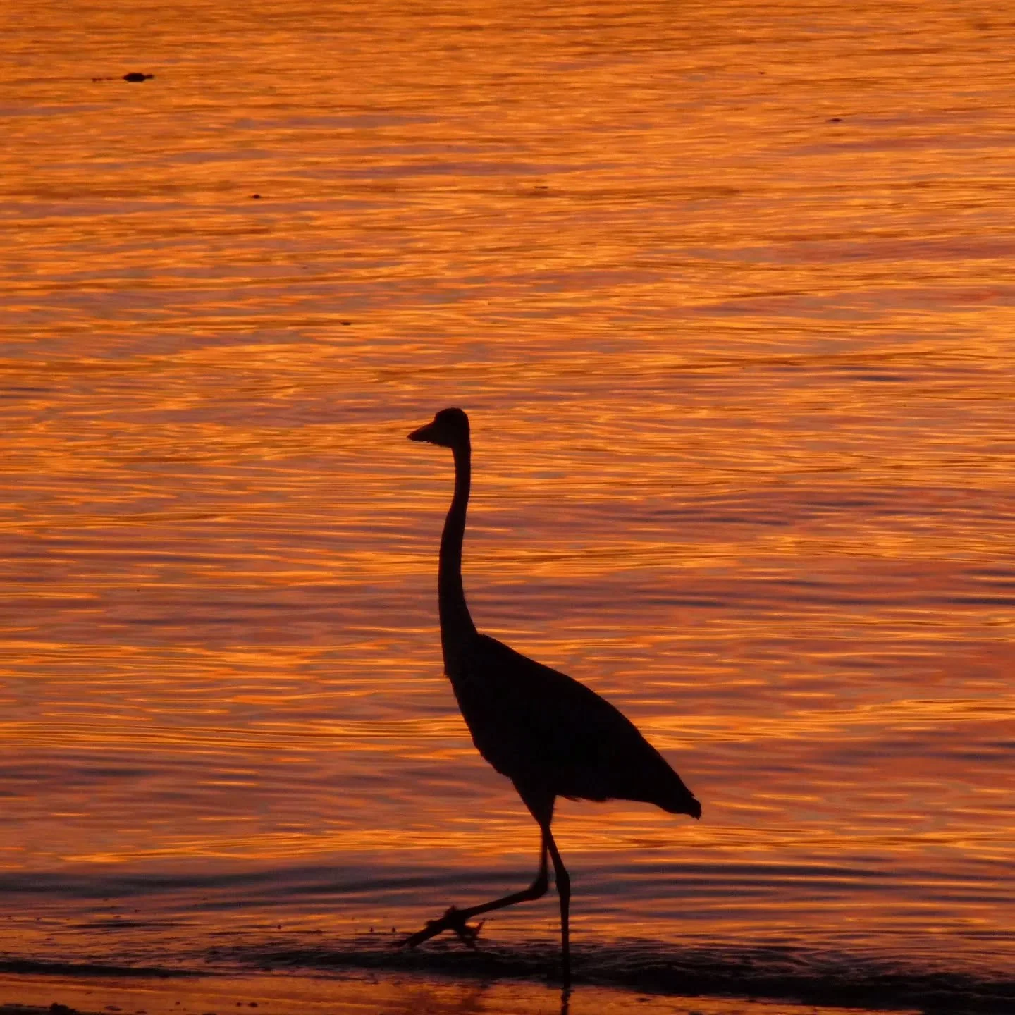 Little inhabitants of the Maldives
🐚🐠🐢

#liveaboard #yachtcharter #cruises #visitmaldives #pearl111