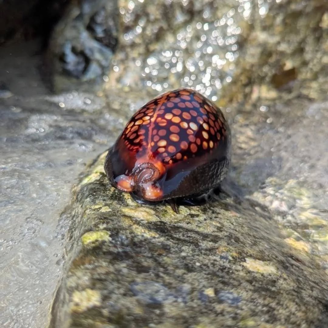 The beach holiday you deserve is on-board Pearl 111!

#pearl111 #liveaboard #charter #maldivestravel #yachtcharter