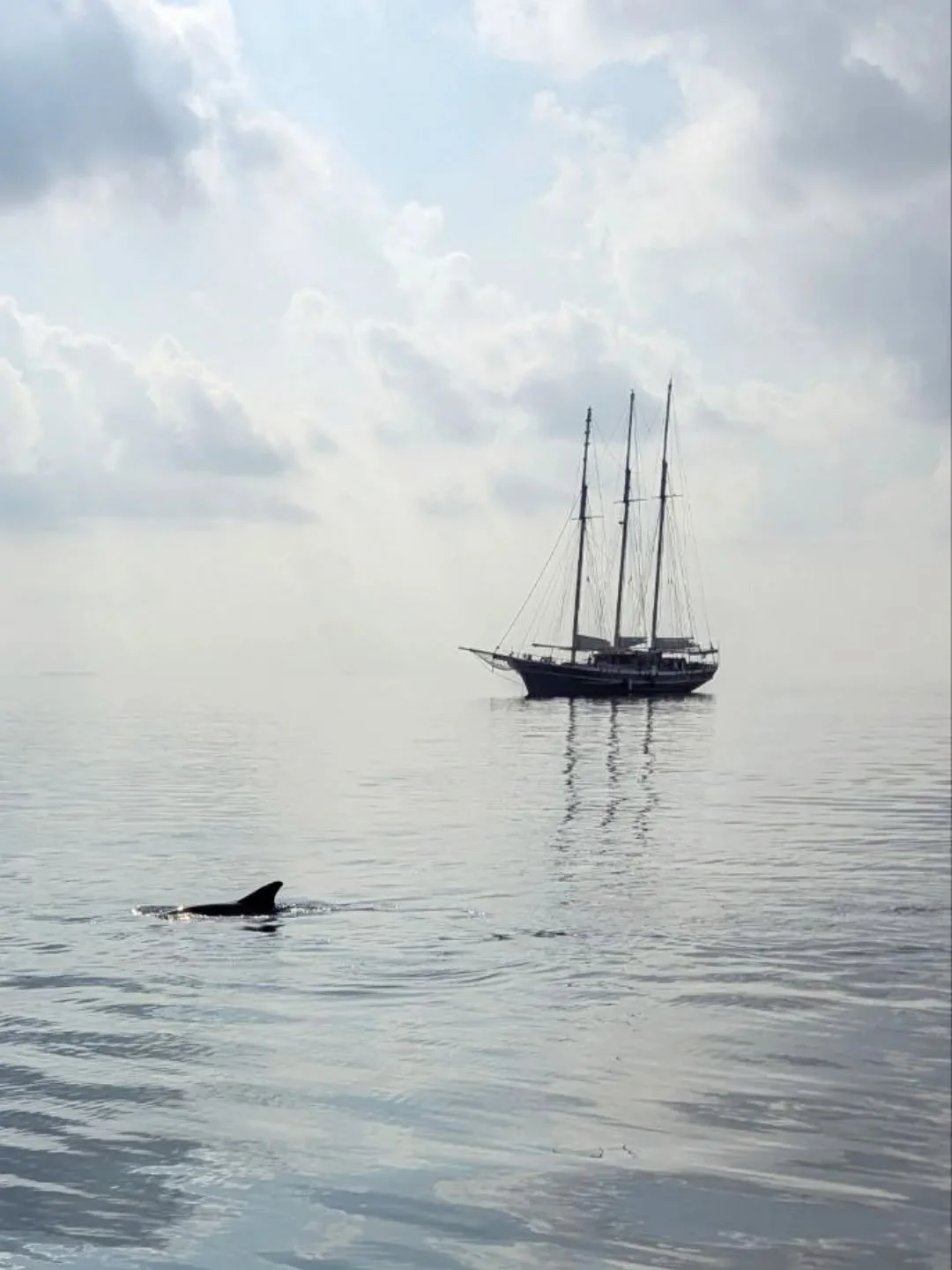 Discover The Maldives on-board Pearl 111 💙⚓

#pearl111 #liveaboard #maldivestrip #cruiseship #cruises