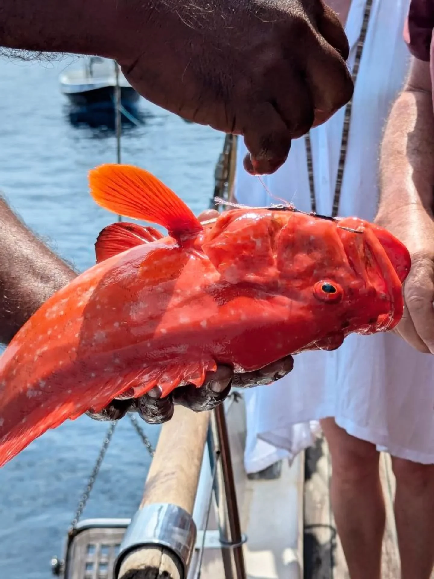 What a day looks like on-board Pearl 111, good vibes and the ocean all around 🌊👌

#pearl111 #liveaboard #maldivestrip #yachtcharter #visitmaldives