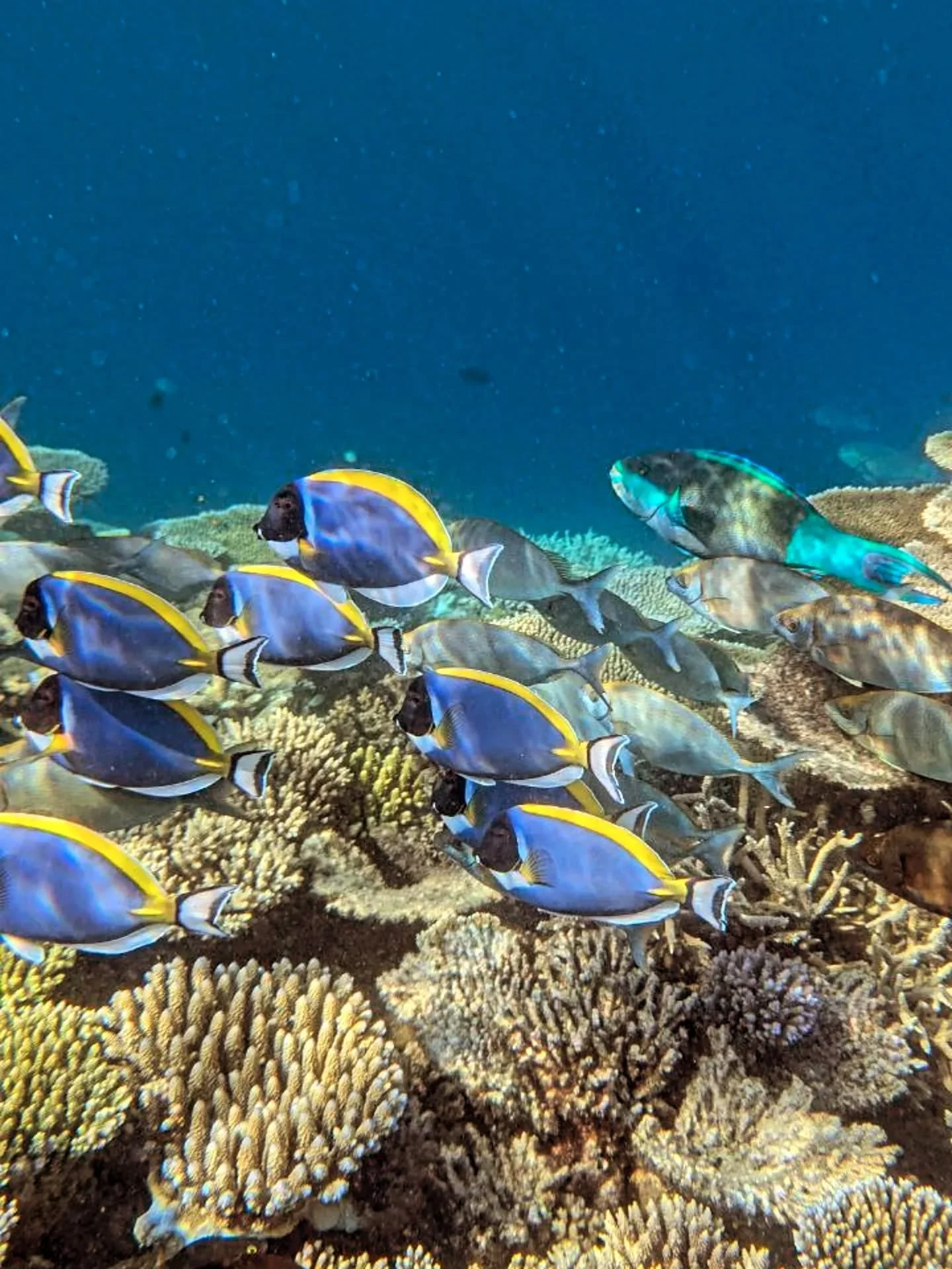 💙🐟⚓

#pearl111 #liveaboard #maldivestrip #yachtcharter #cruises