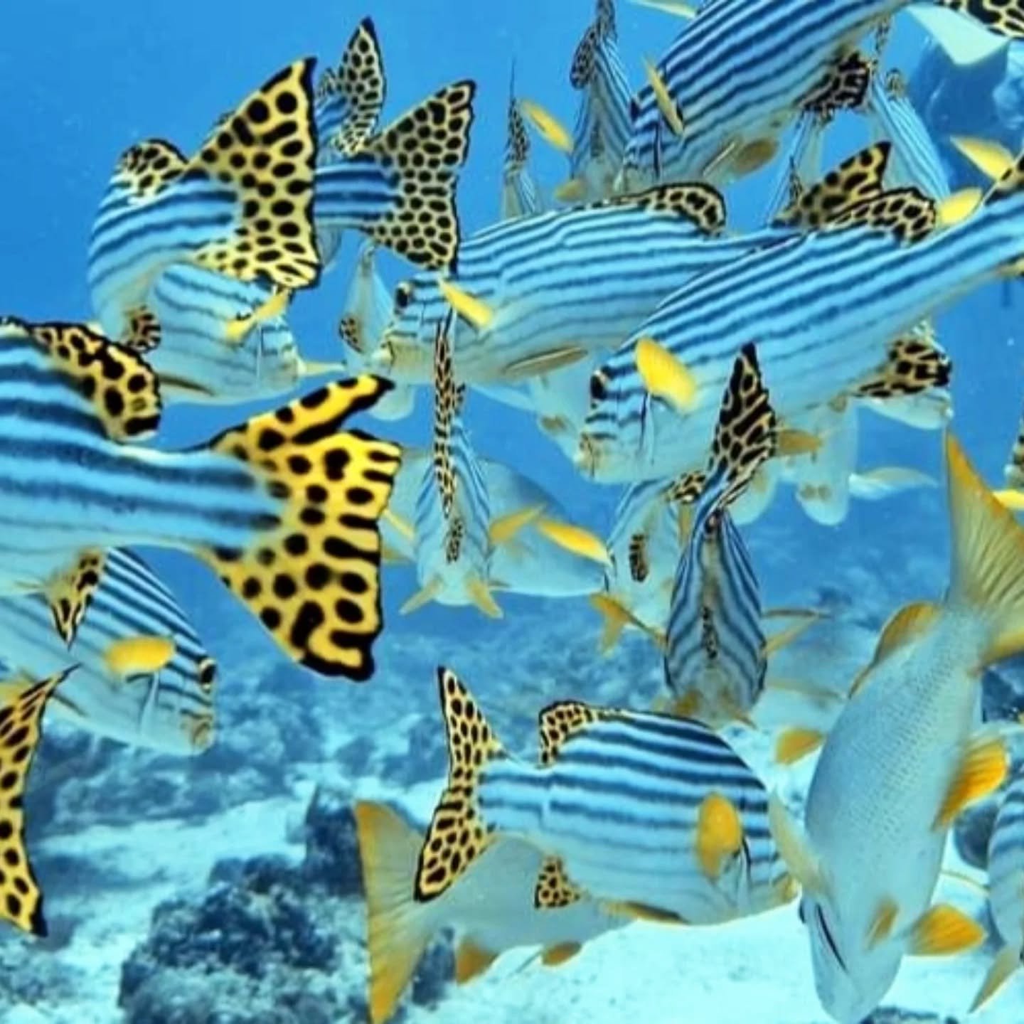 A day well spent on-board Pearl 111!

#pearl111 #liveaboard #maldivestrip #yachtcharter #cruises