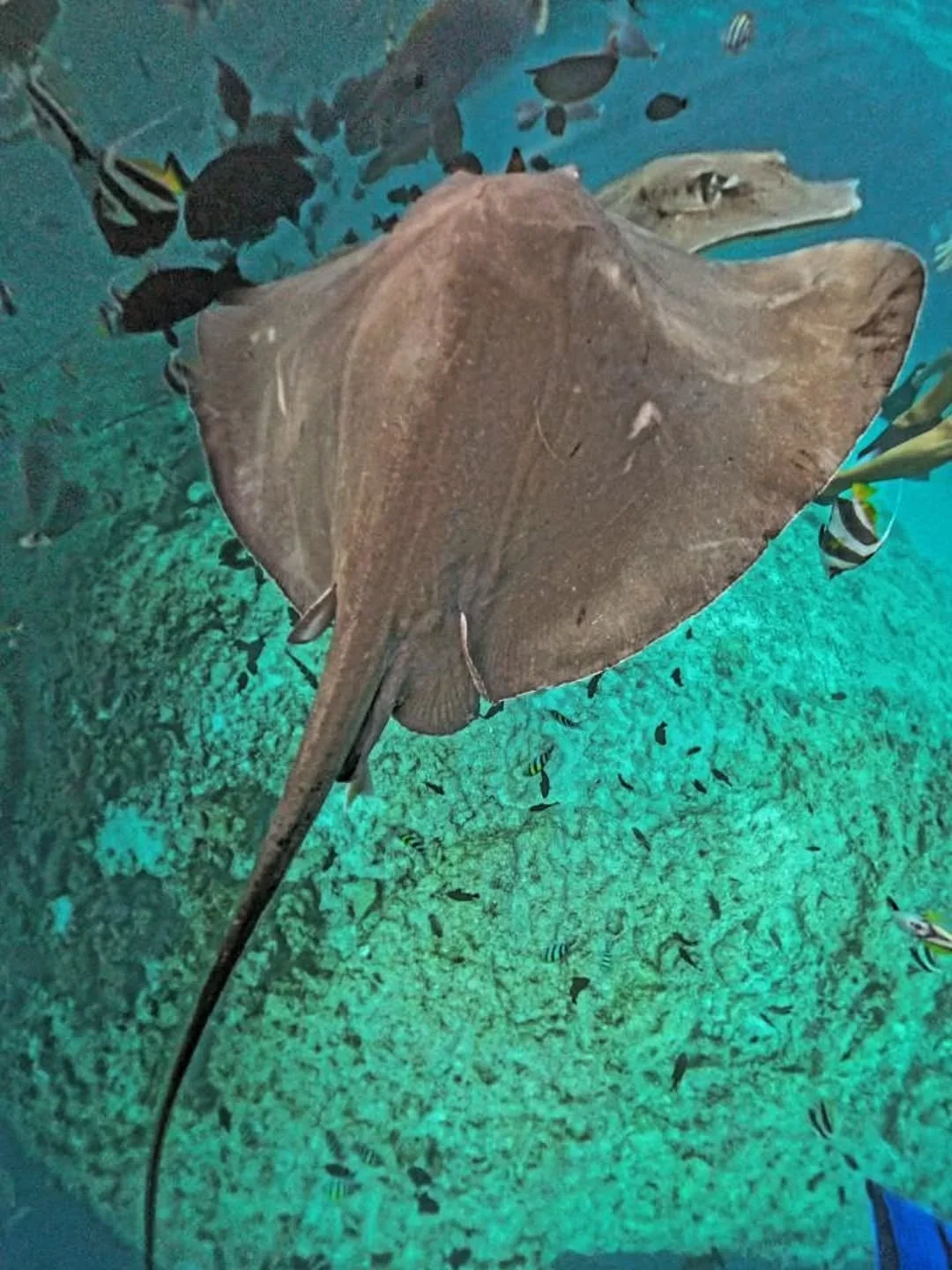All days at sea are the best days 🌊

#pearl111 #liveaboard #maldivestrip #yachtcharter #underwaterphotography