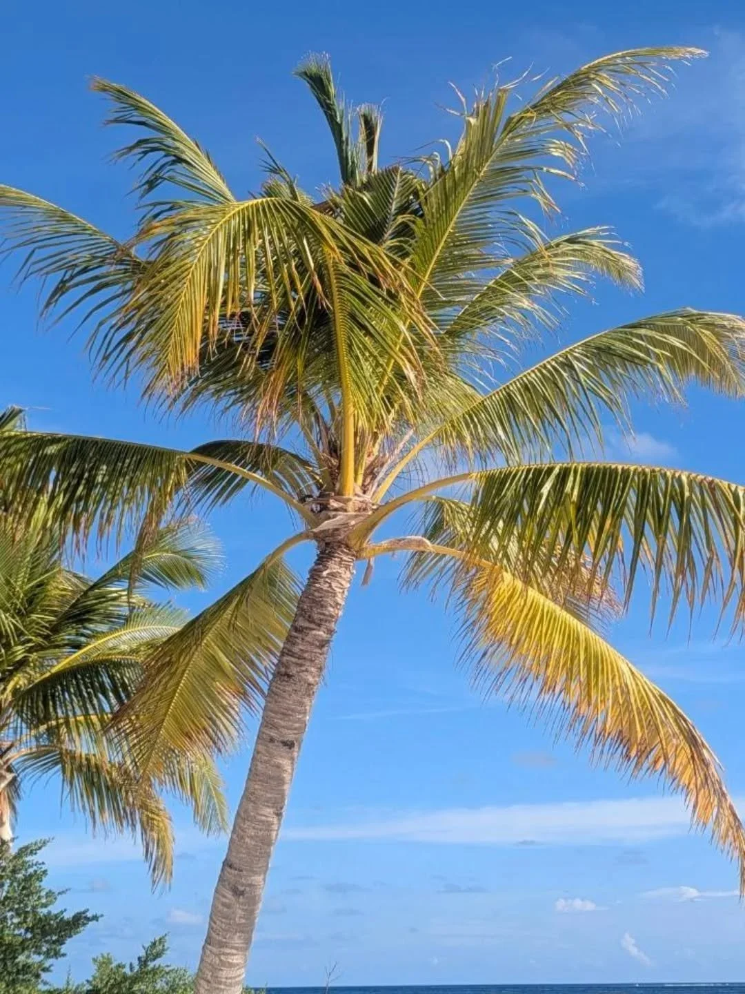 From coconut tree to crystal clear water, book you next getaway to the Maldives on-board Pearl 111 and create memories for a lifetime 💙

#pearl111 #liveaboard #maldivestrip #yachtcharter #visitmaldives